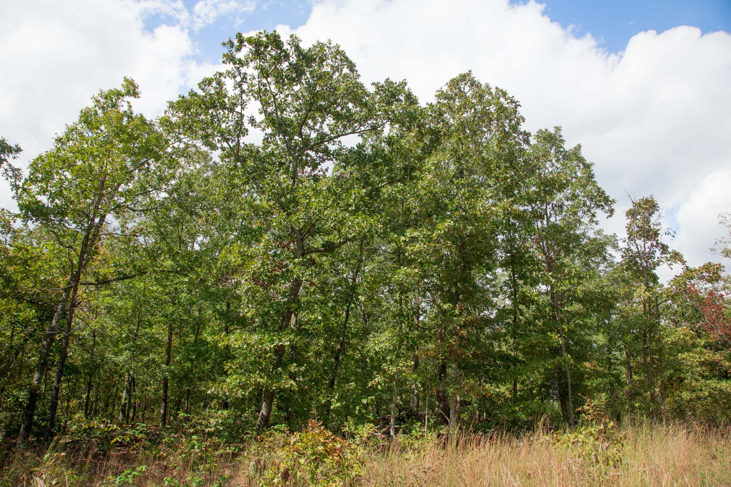 Wagon Wheel Ranch Tract 43 photo 10
