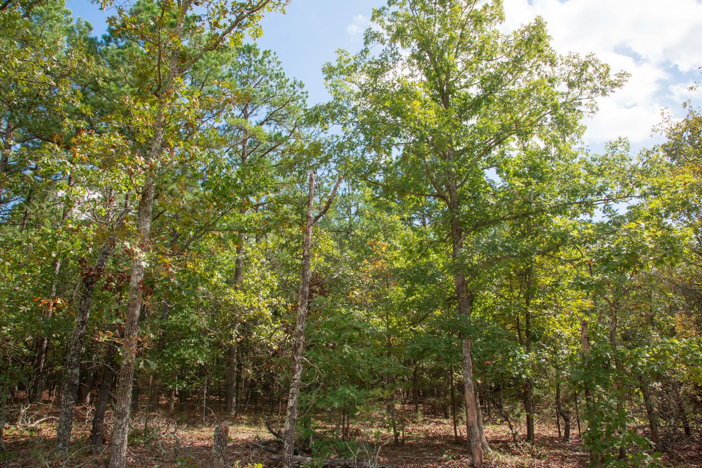 Wagon Wheel Ranch Tract 43 photo 11