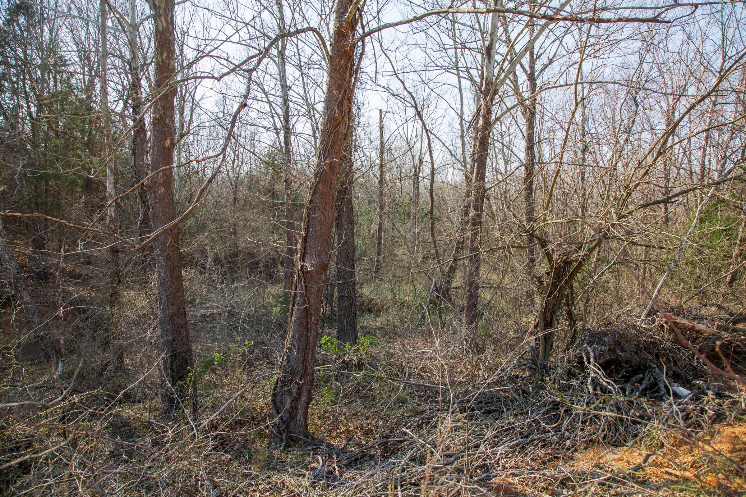 Eufaula Cove Tract 1 photo 6
