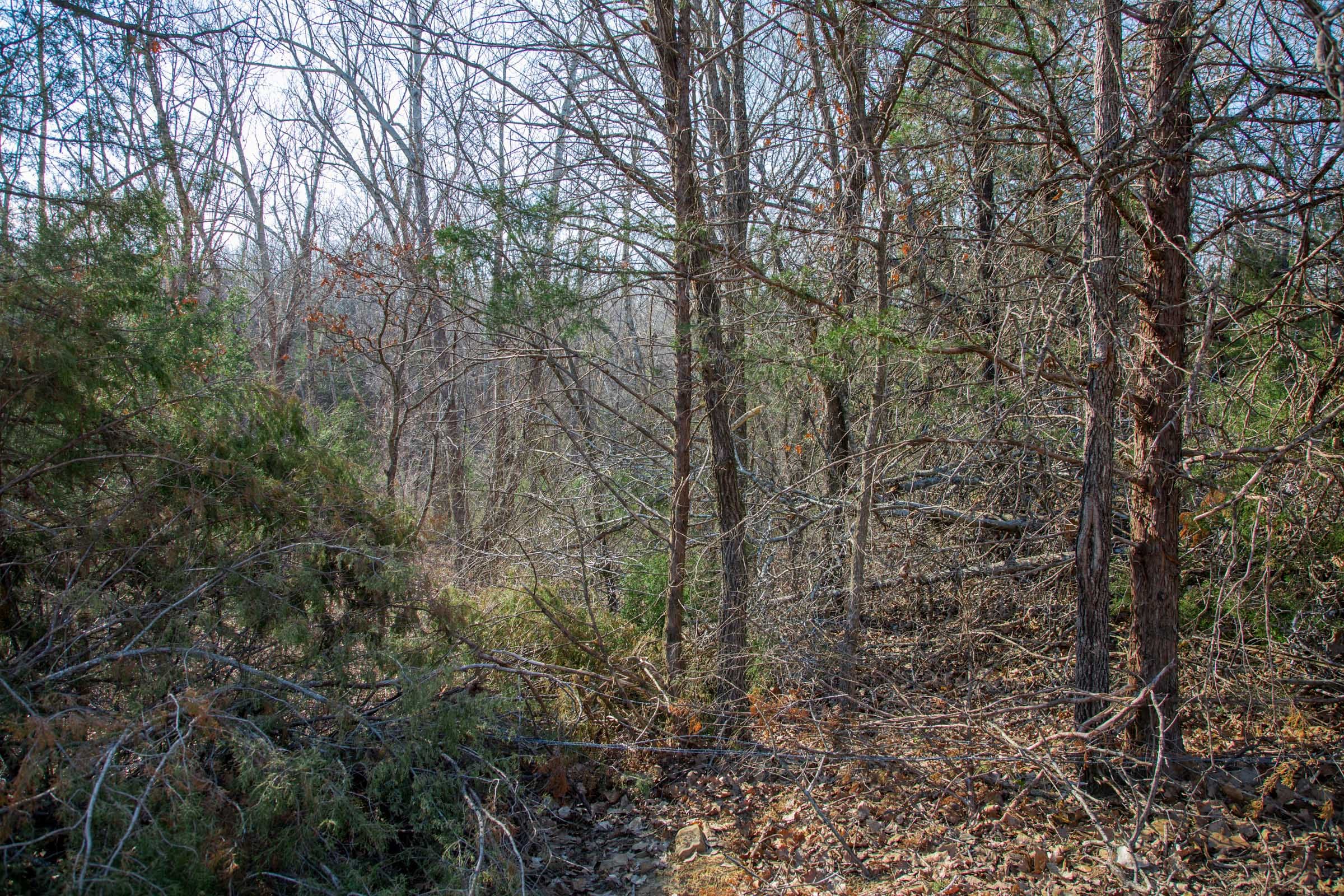 Eufaula Cove Tract 1 photo 9