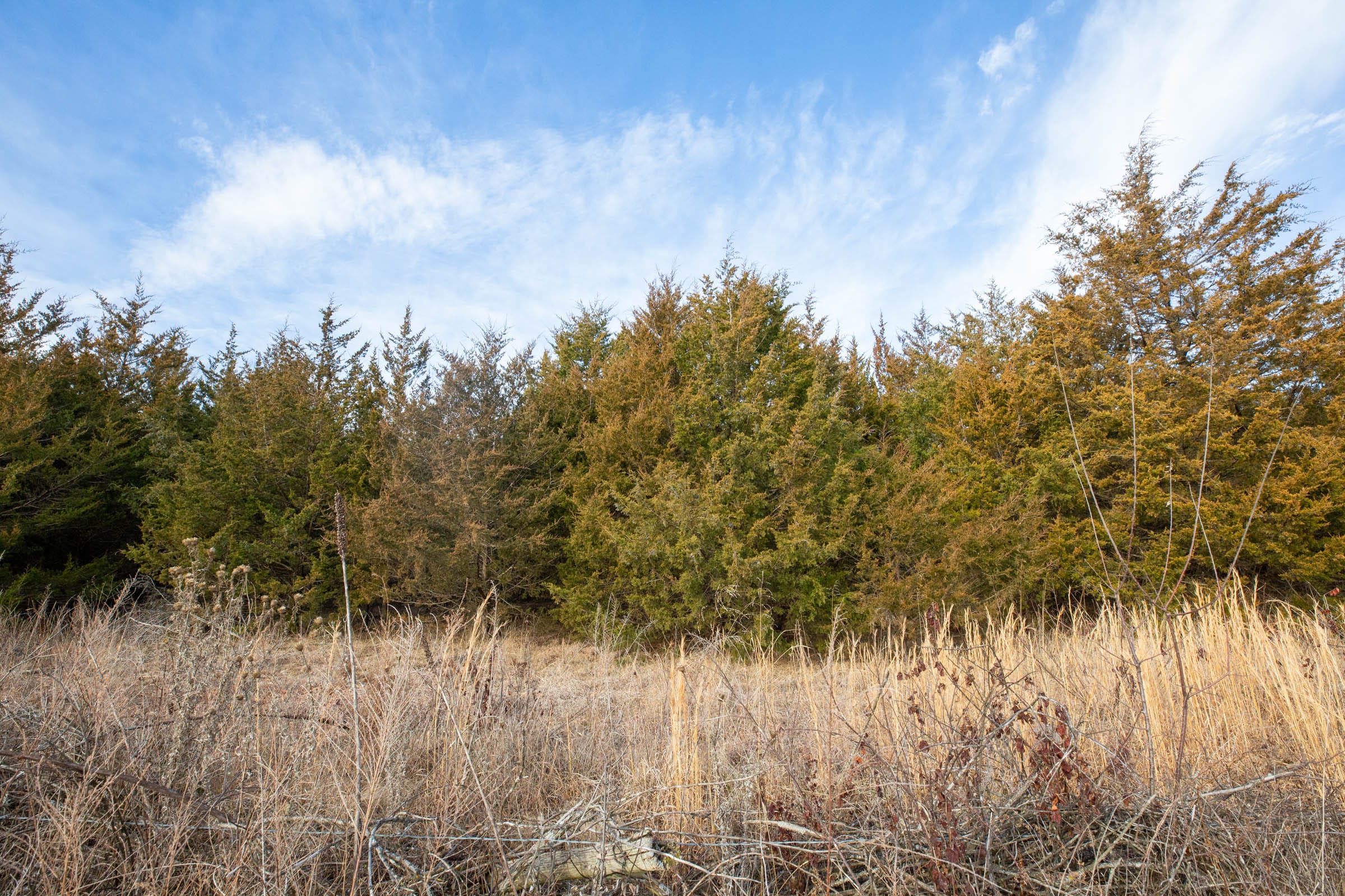 Forest Hill Tract 6 photo 6