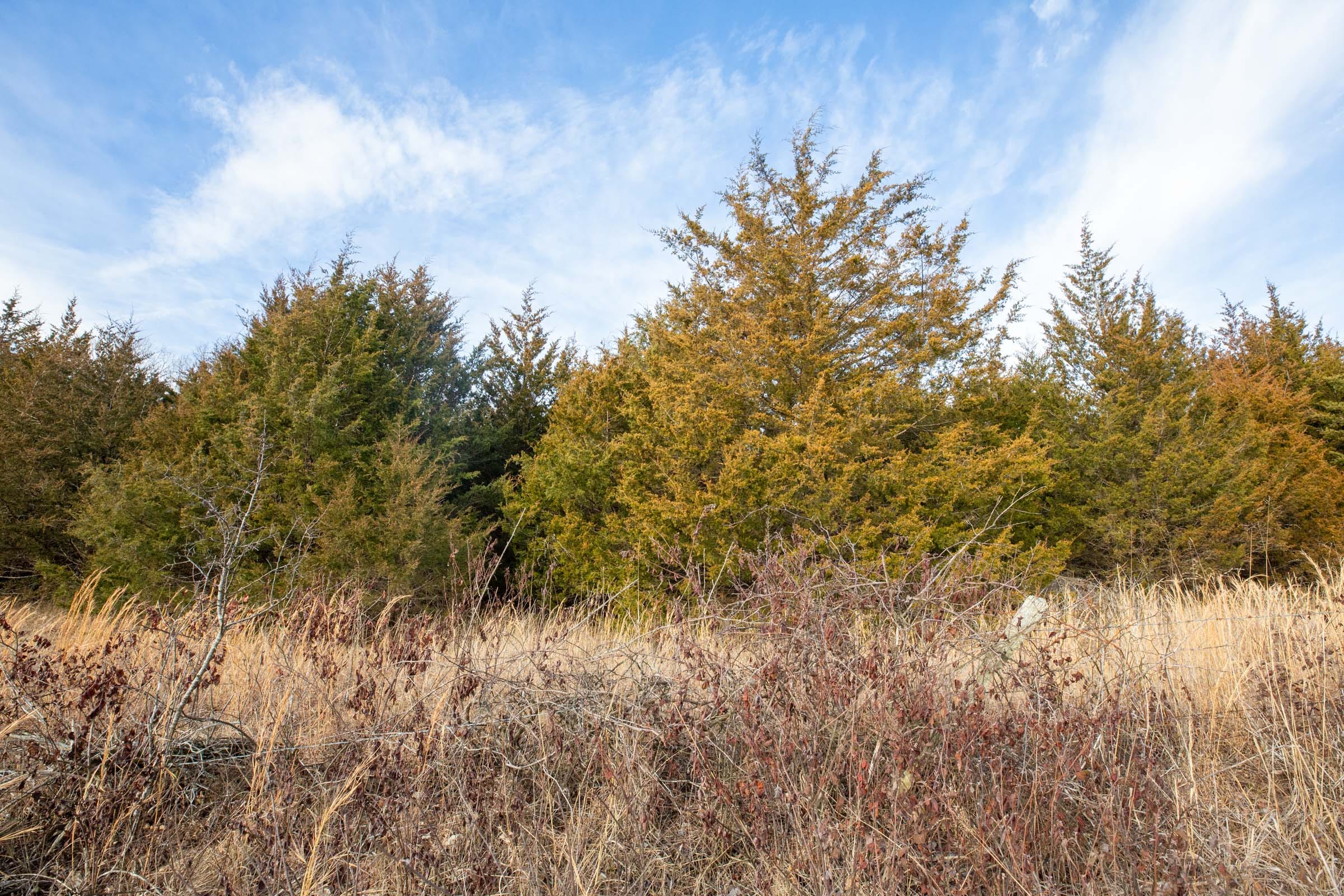 Forest Hill Tract 6 photo 8