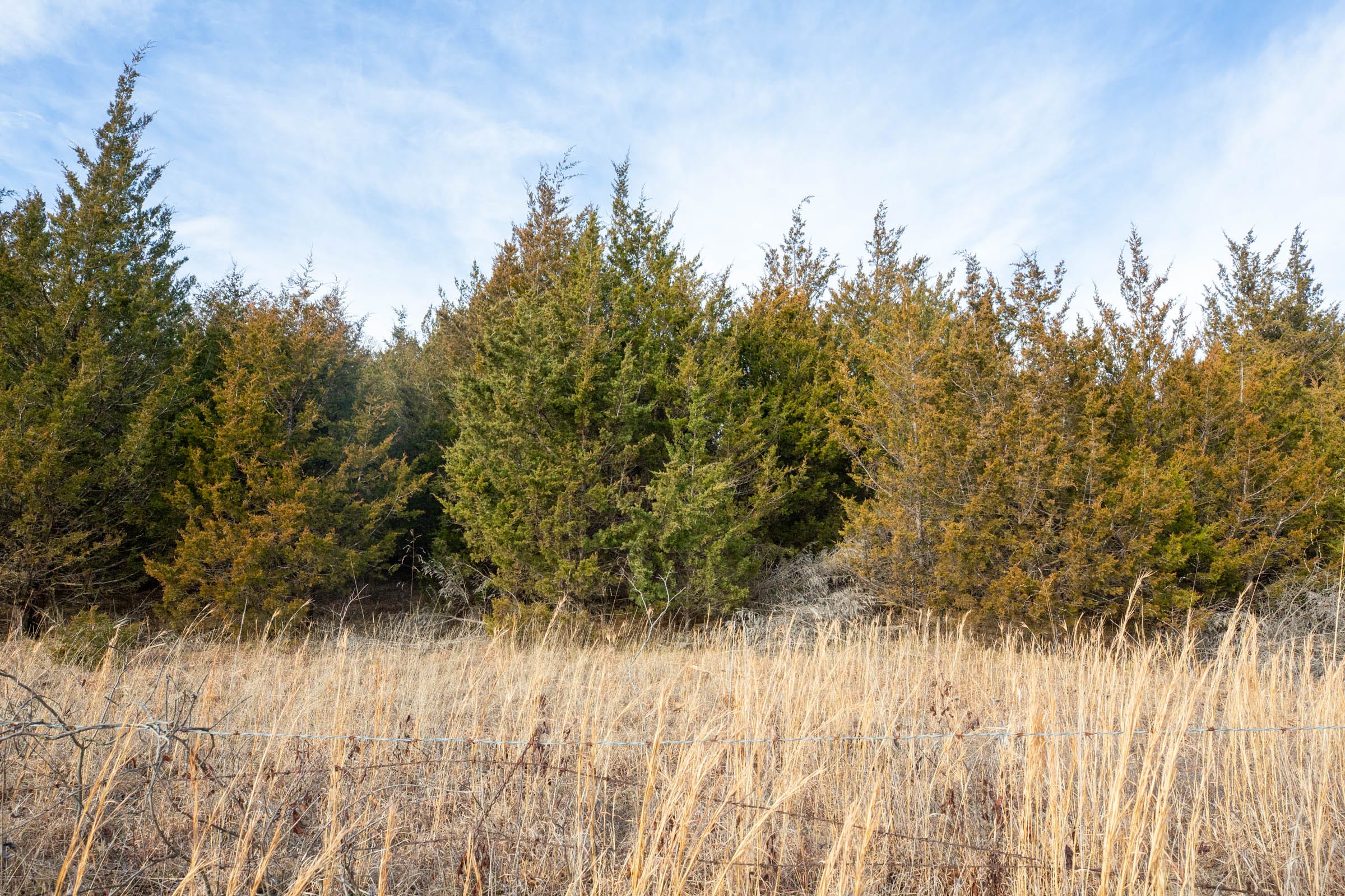 Forest Hill Tract 6 photo 14