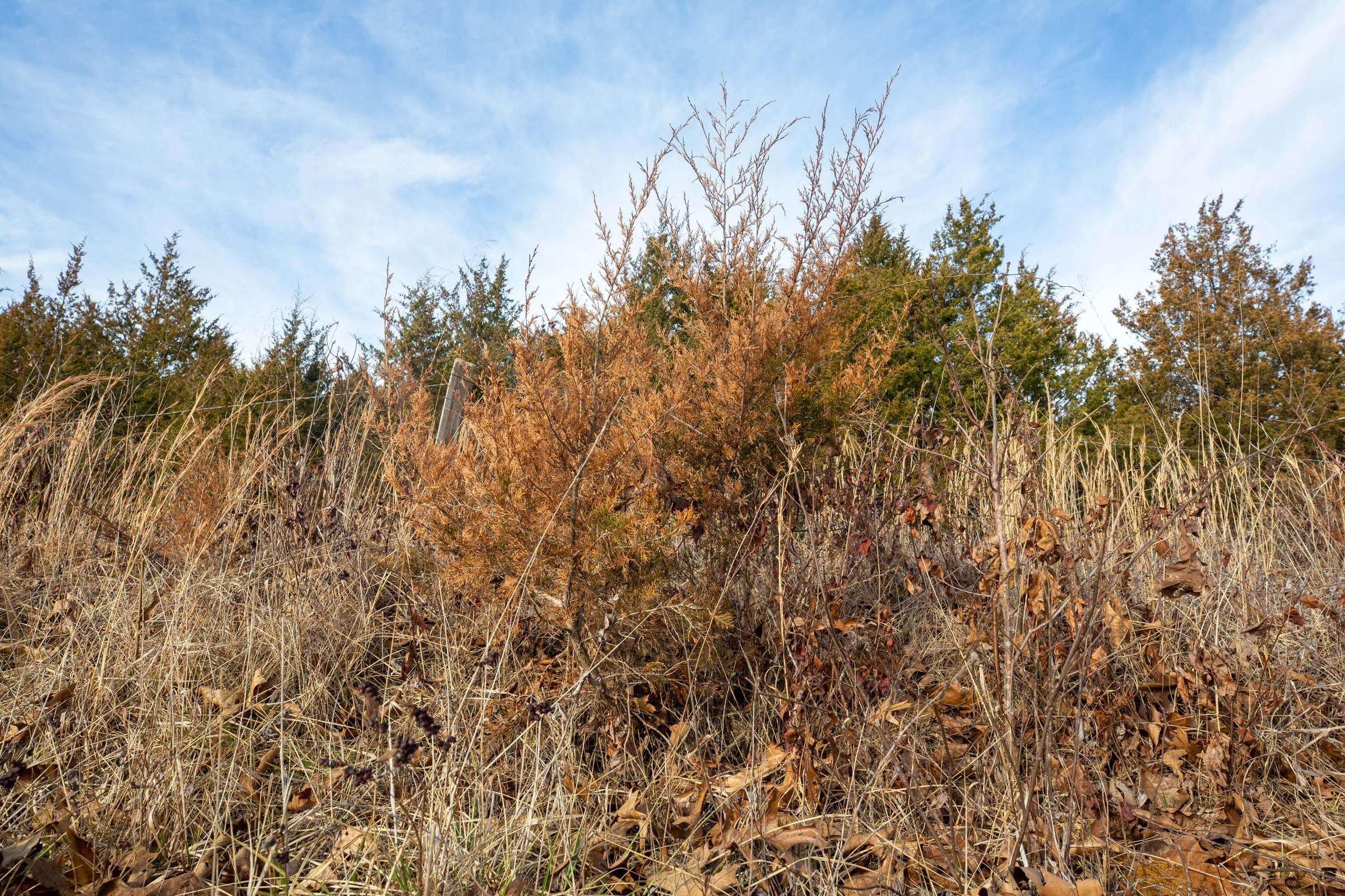 Forest Hill Tract 6 photo 11