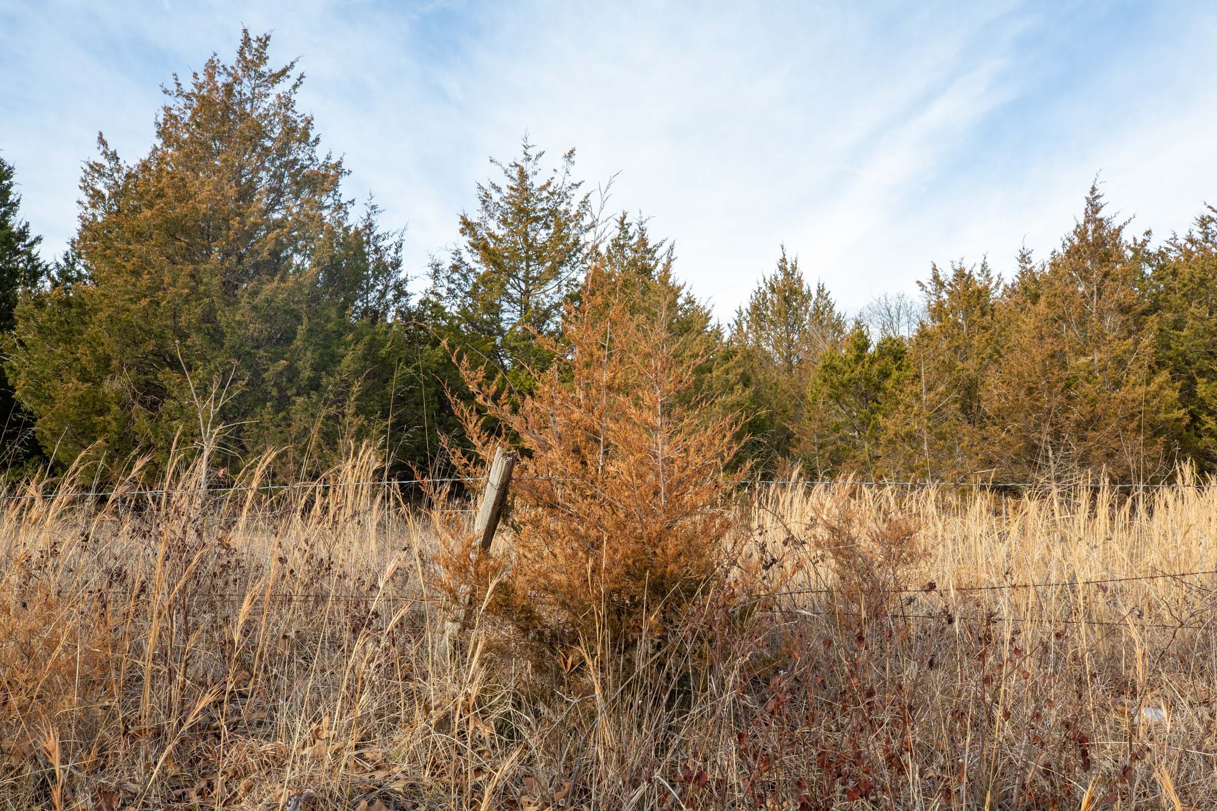 Forest Hill Tract 6 photo 9