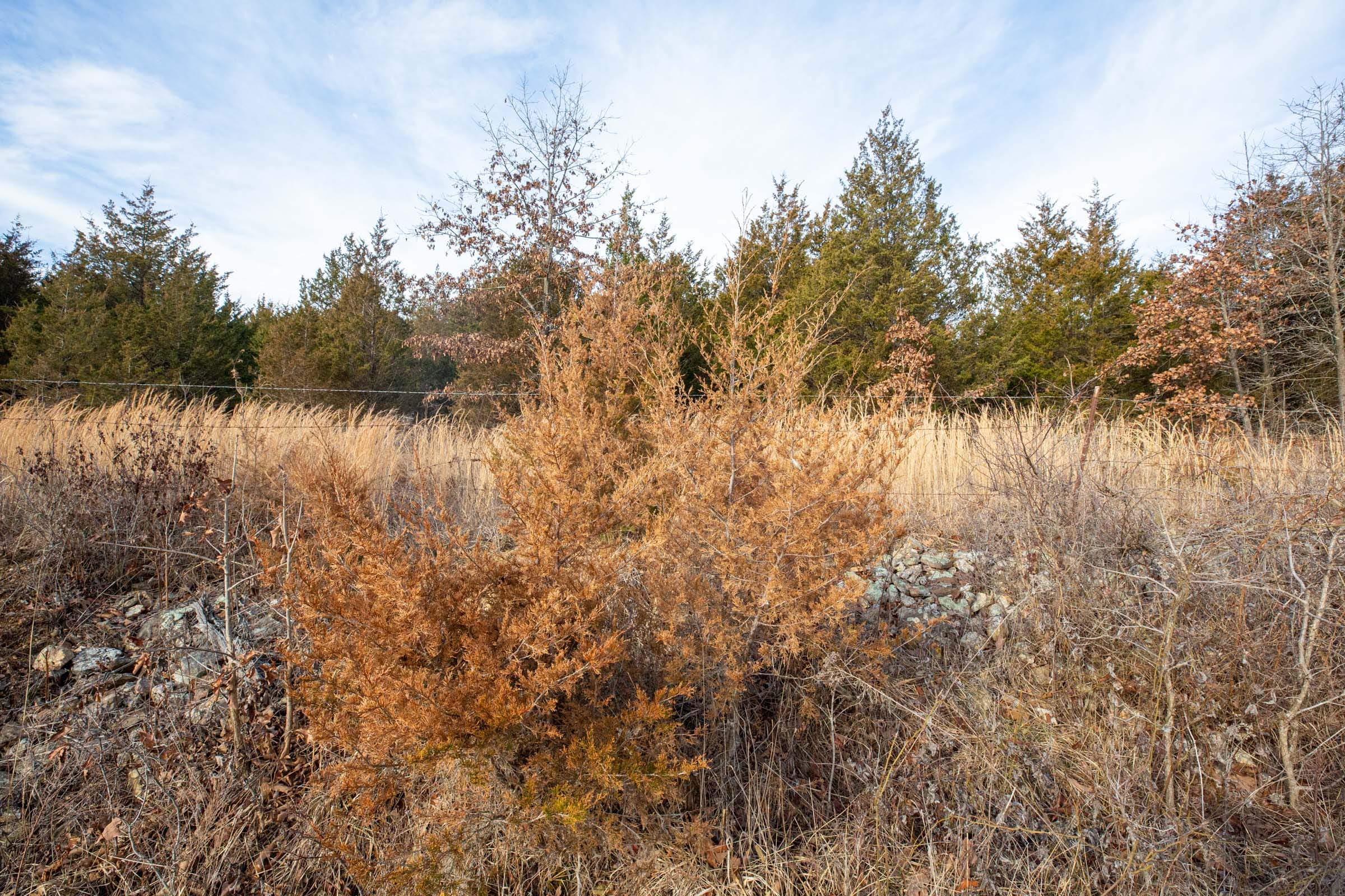 Forest Hill Tract 6 photo 2