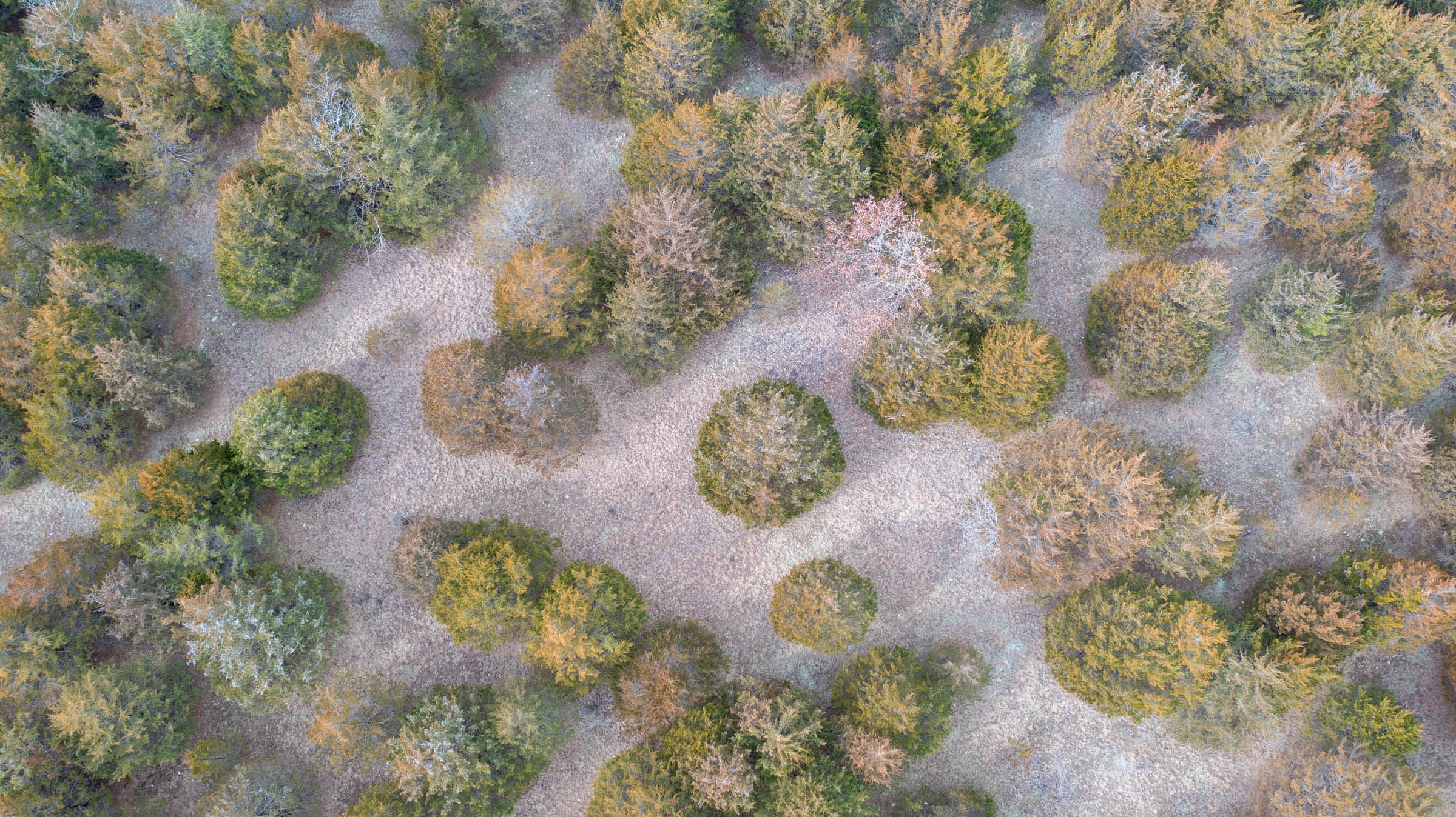 Forest Hill Tract 6 photo 13
