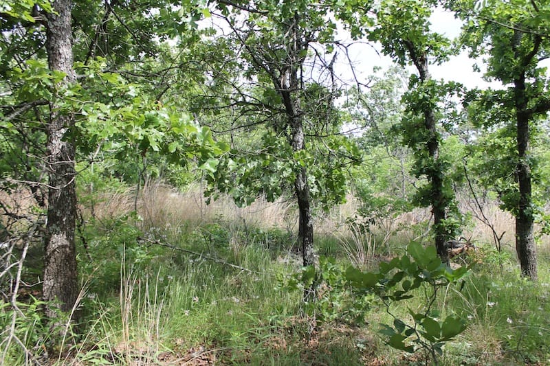 Indian Ridge – Phase II Tract 42 photo 9