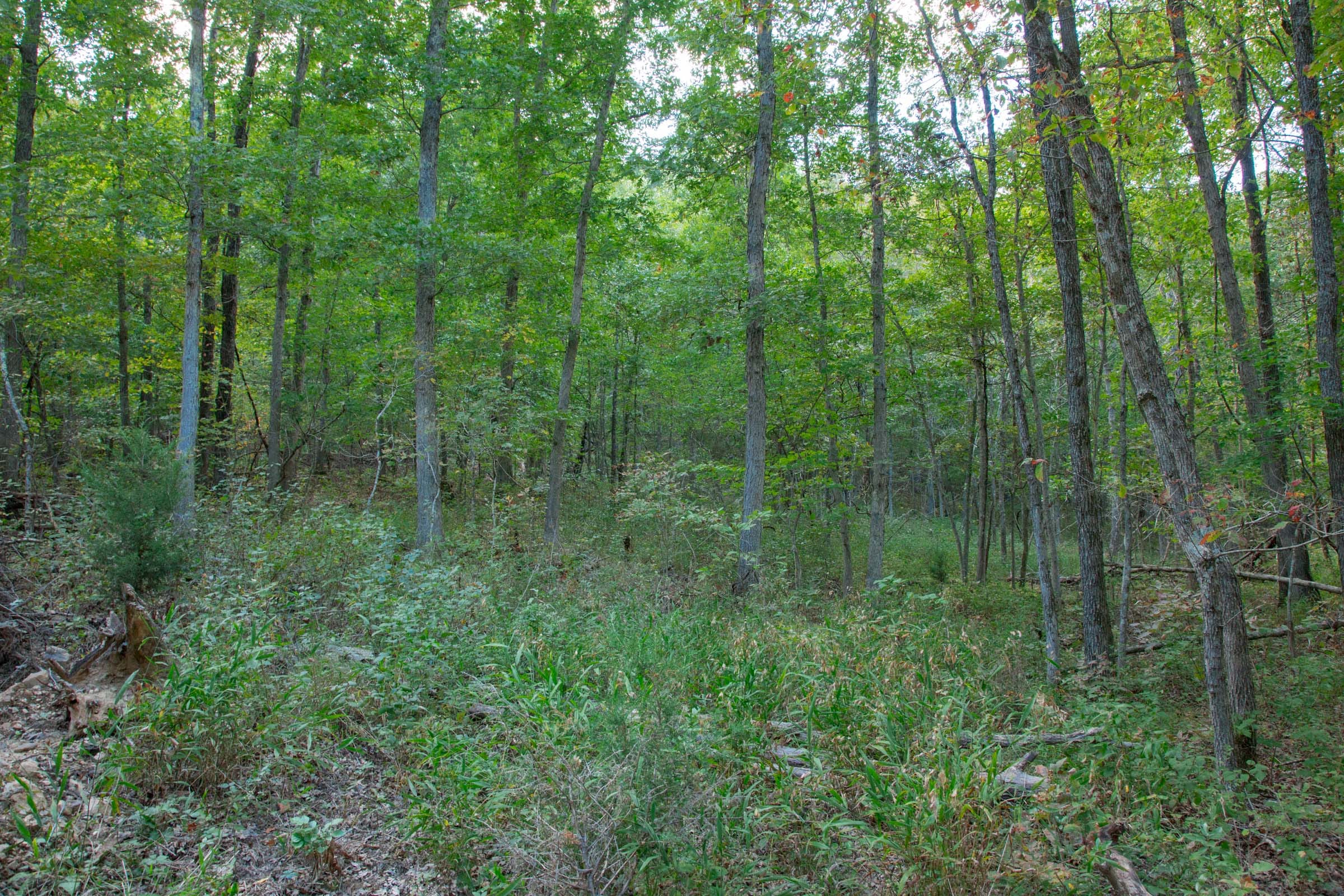 Wagon Wheel Ranch Tract 18 photo 8