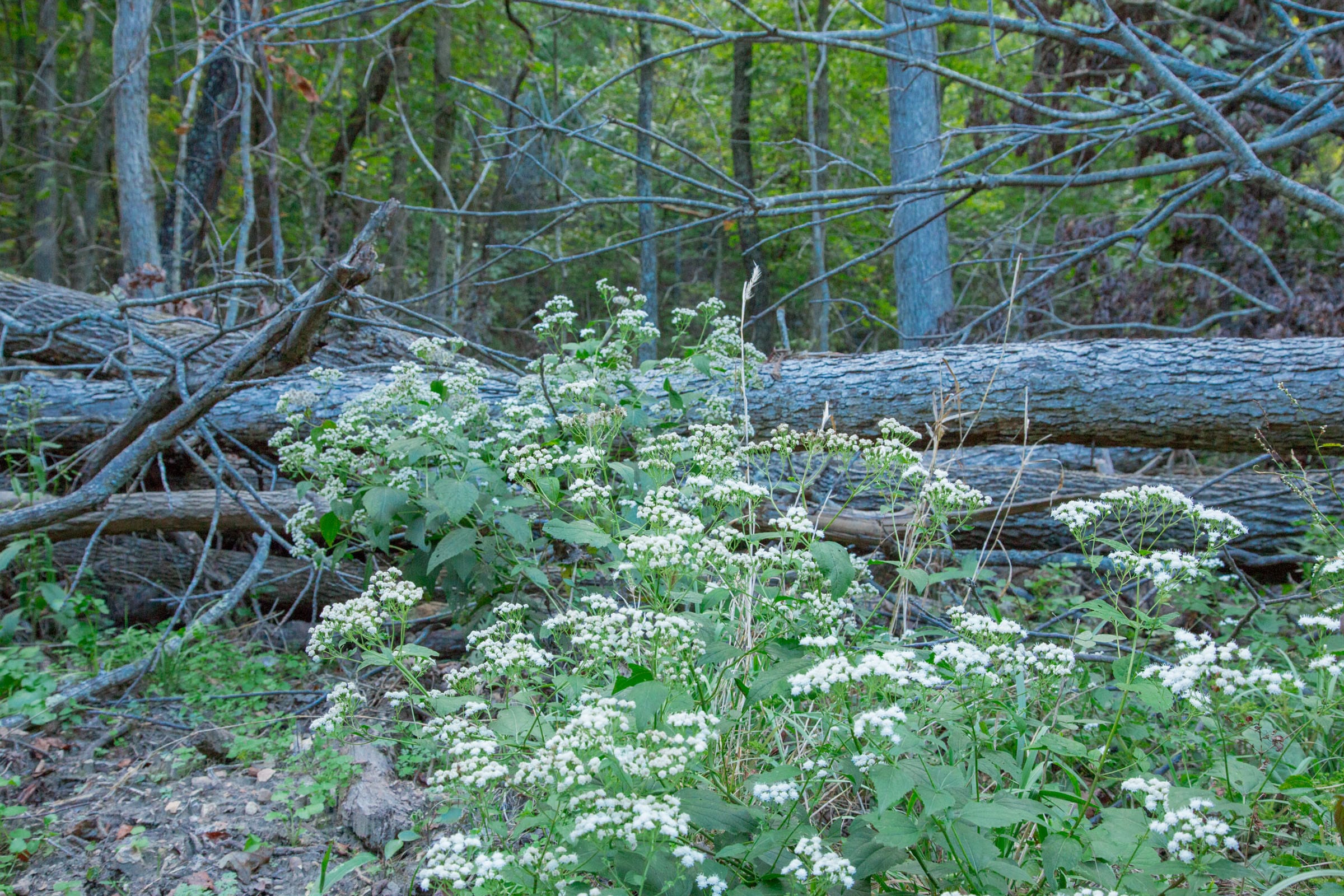 Wagon Wheel Ranch Tract 18 photo 12