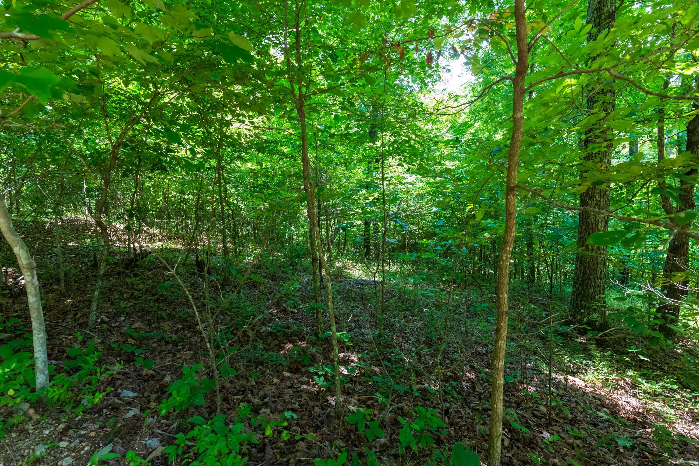 Cypress Ridge Tract 12 photo 2