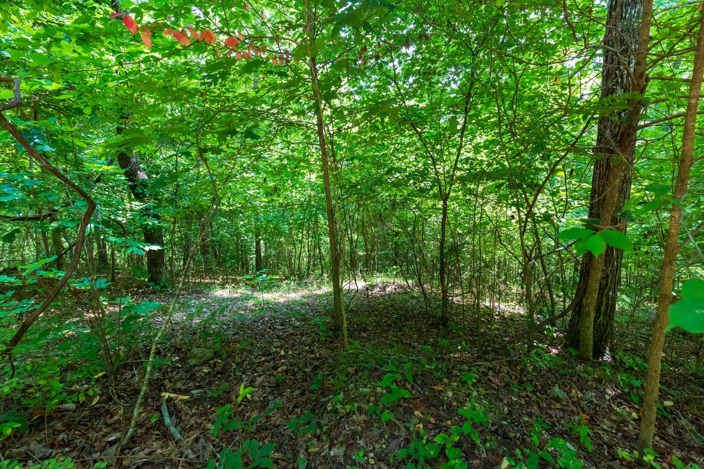 Cypress Ridge Tract 12 photo 3
