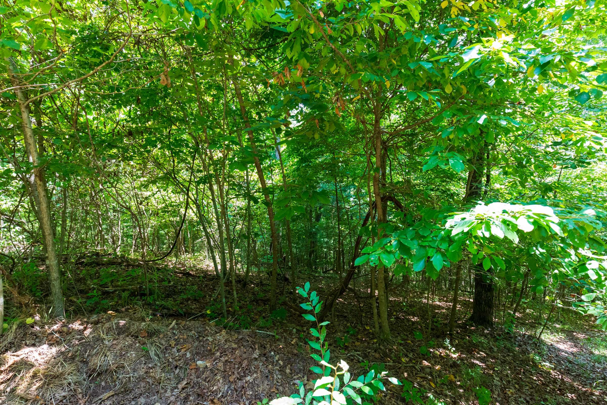 Cypress Ridge Tract 12 photo 4