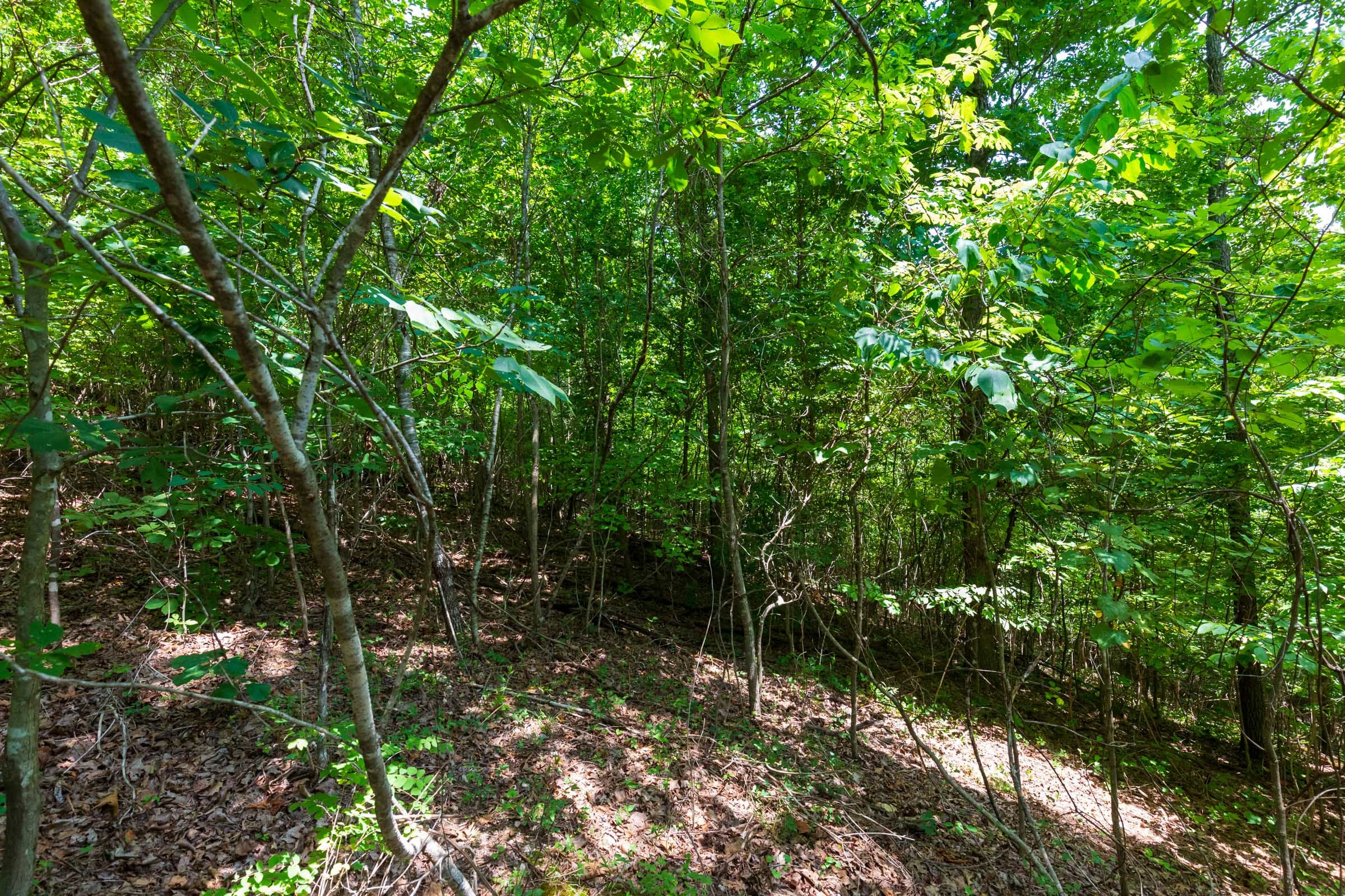 Cypress Ridge Tract 12 photo 6