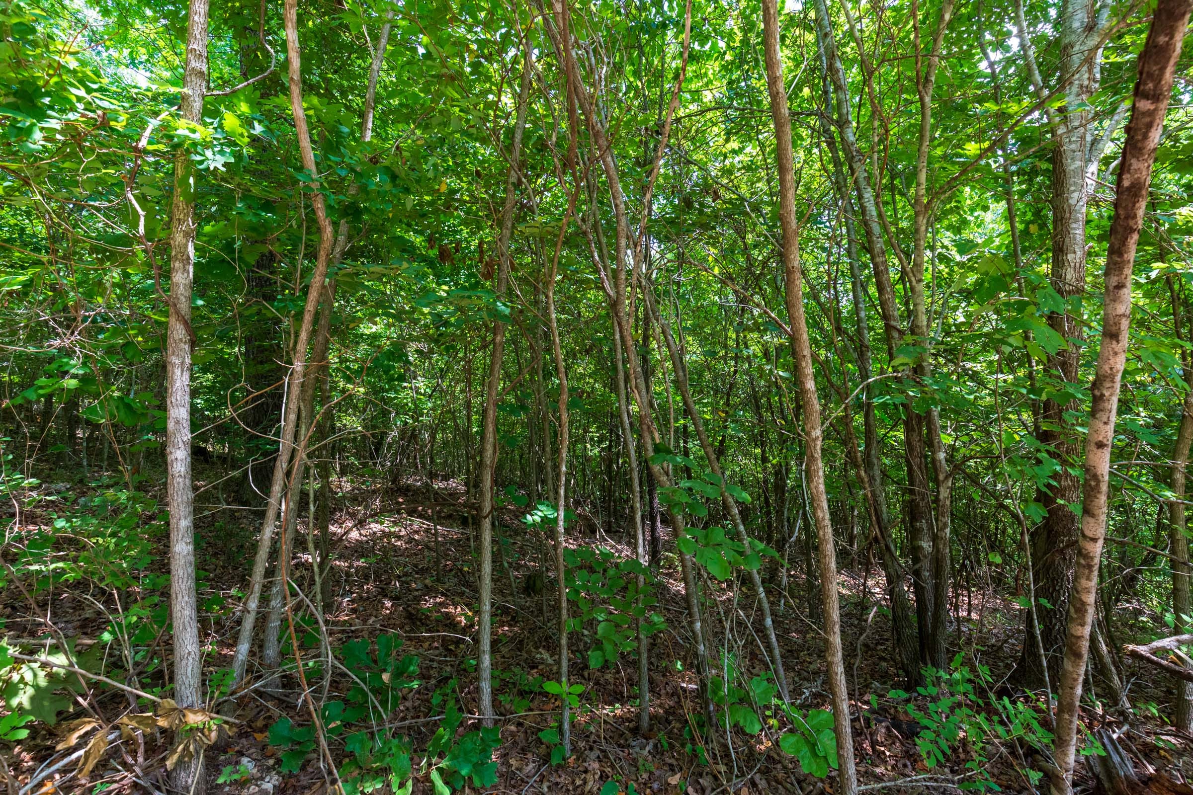 Cypress Ridge Tract 12 photo 7