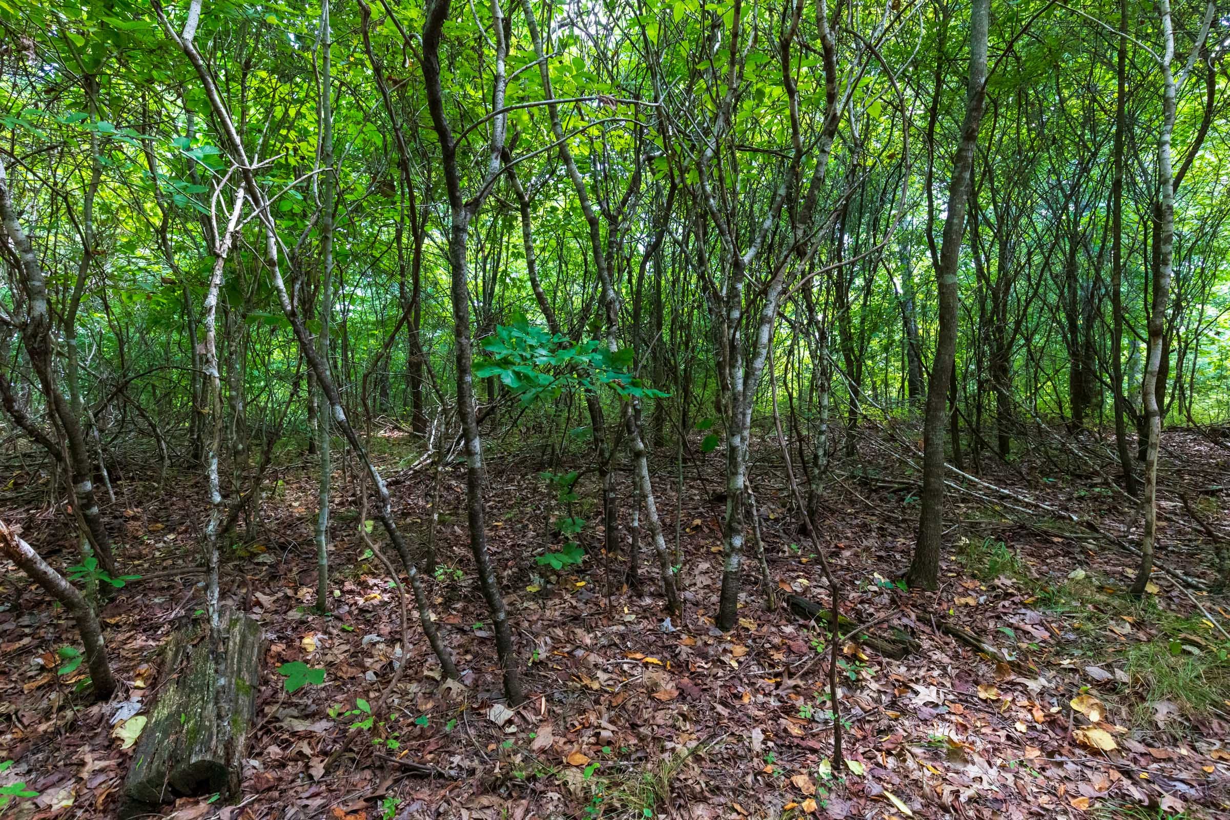 Cypress Ridge Tract 12 photo 13