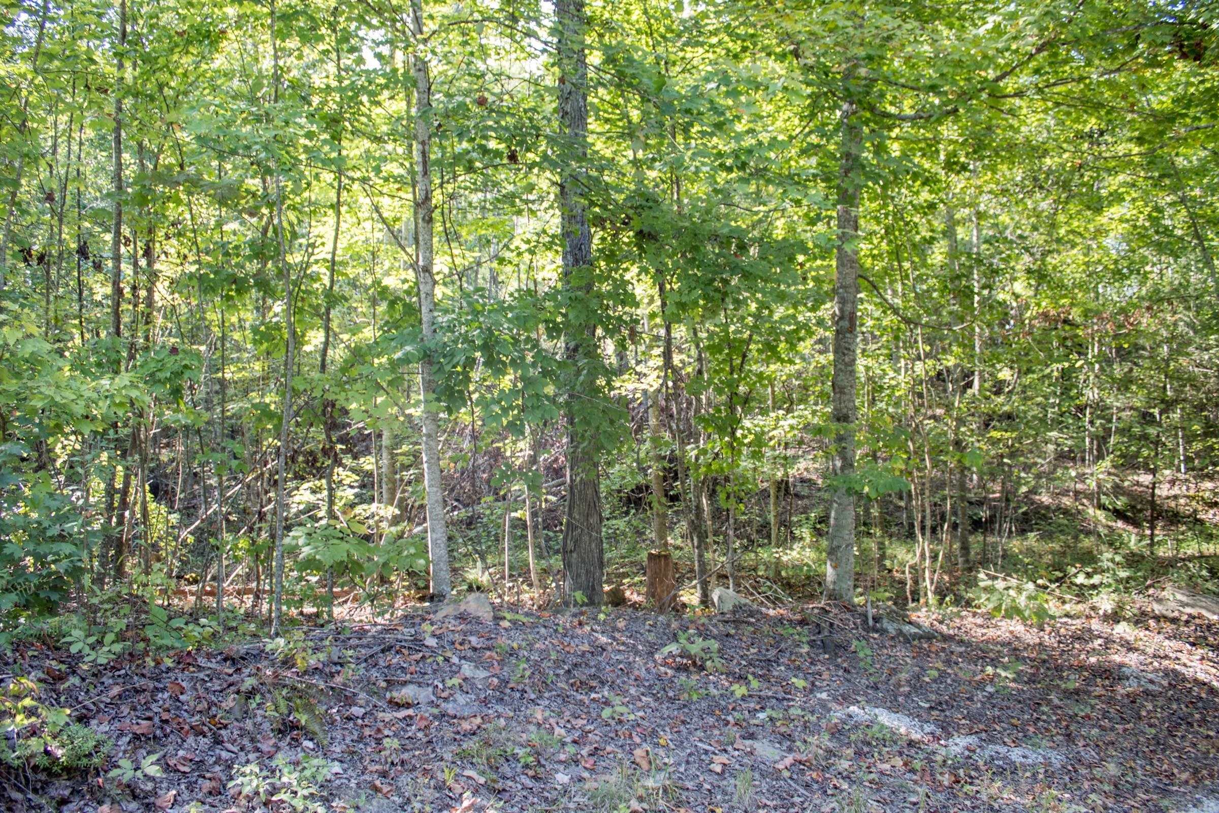 Buck Run Ridge Tract 33 photo 3