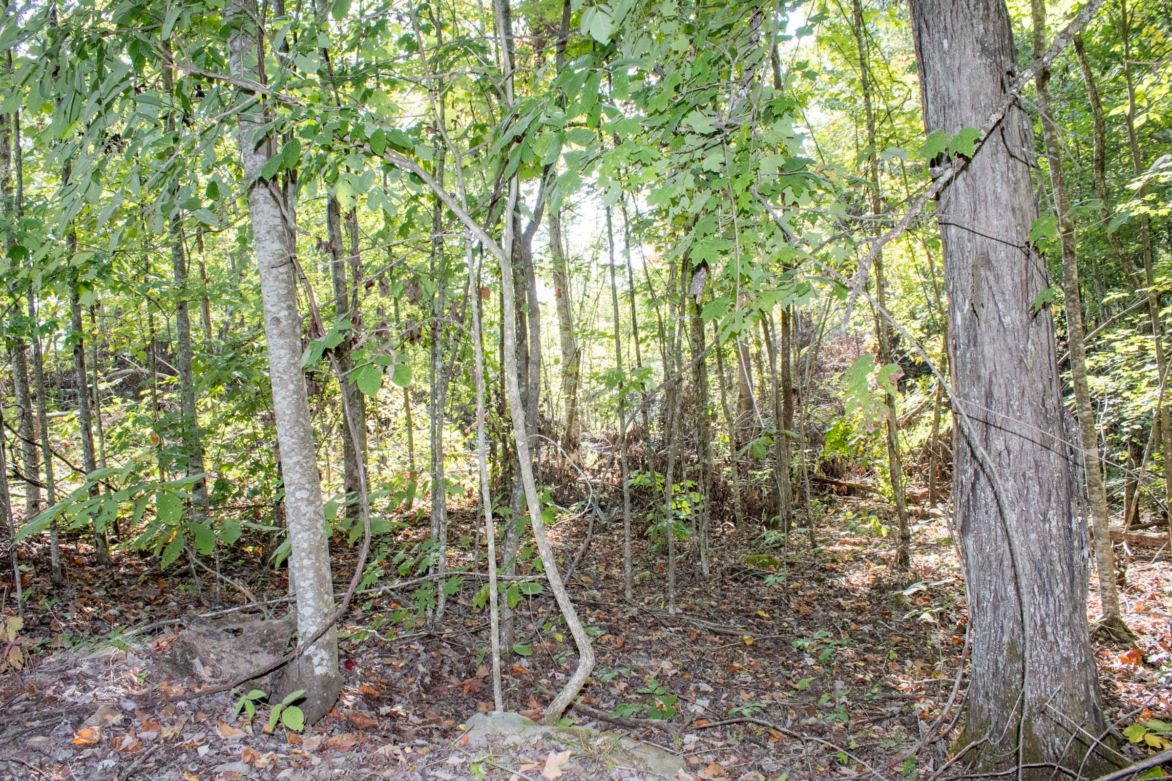 Buck Run Ridge Tract 33 photo 4