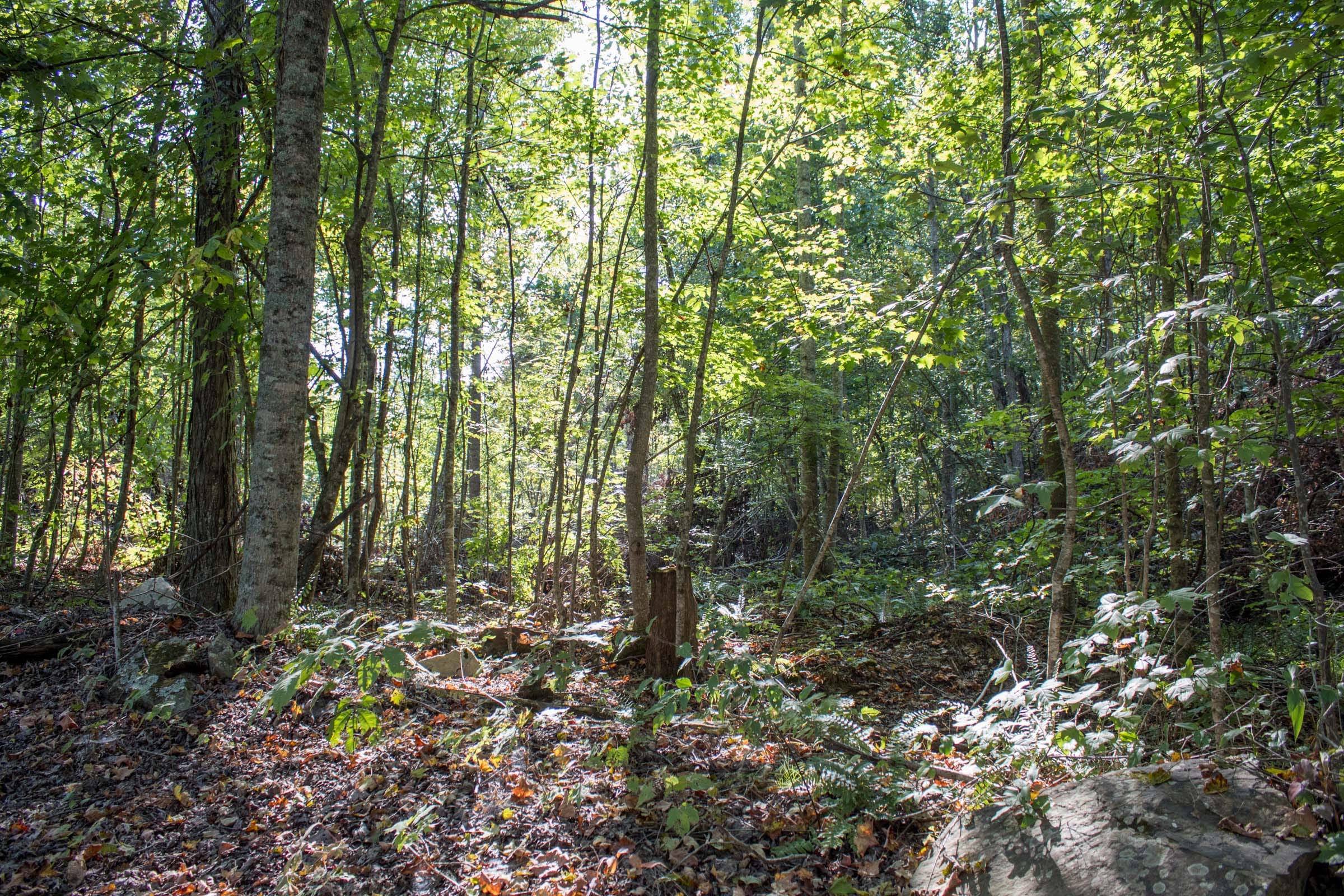 Buck Run Ridge Tract 33 photo 5