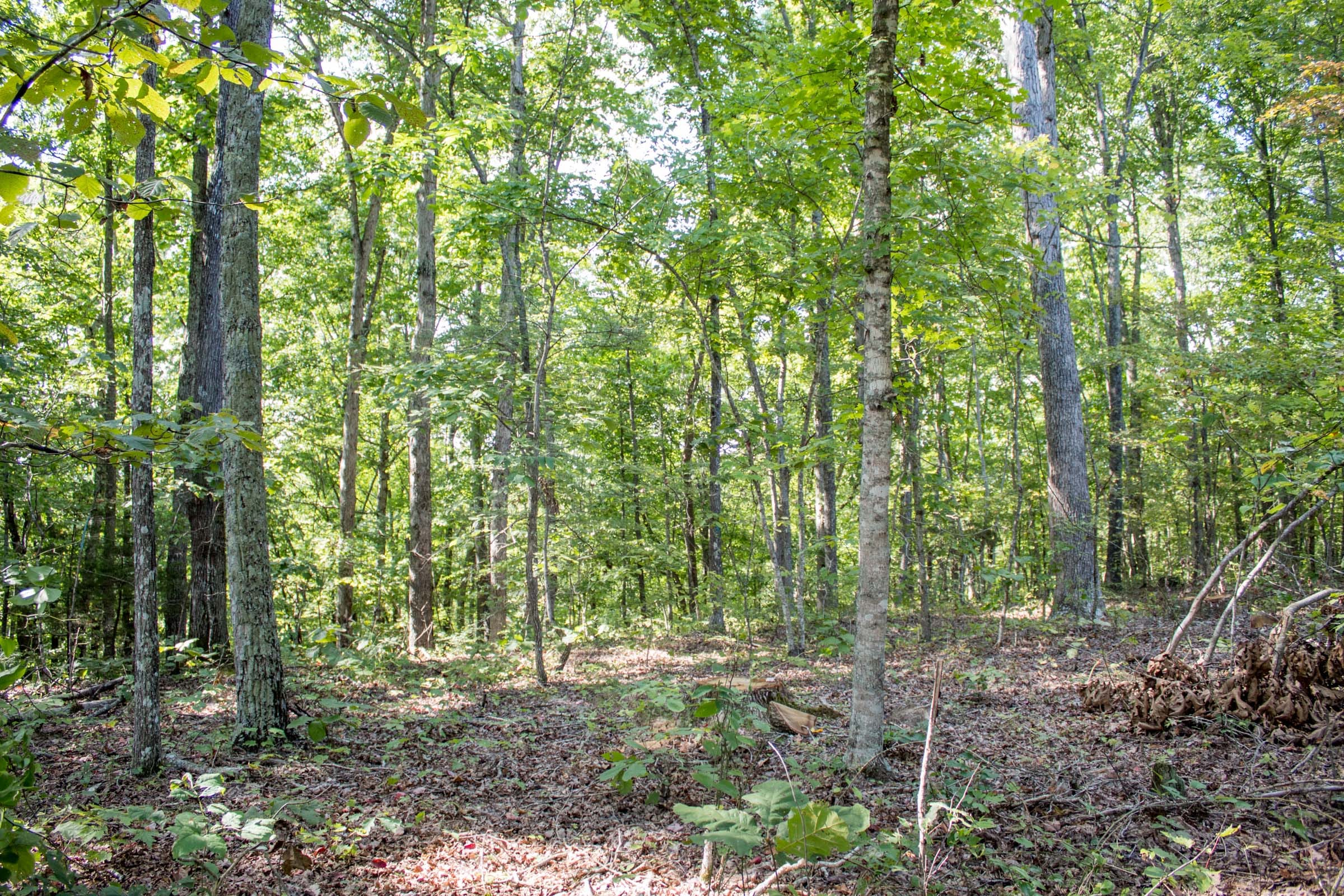 Buck Run Ridge Tract 33 photo 9
