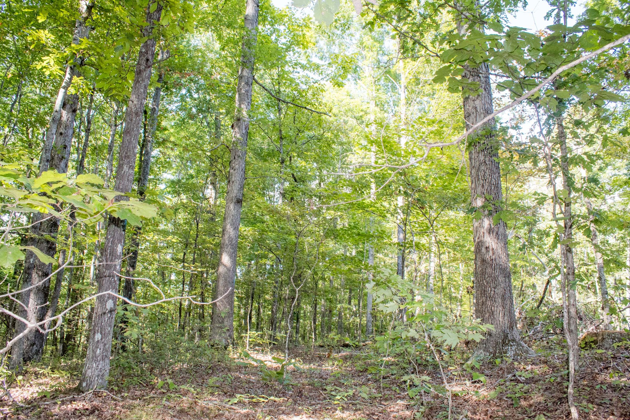 Buck Run Ridge Tract 33 photo 10