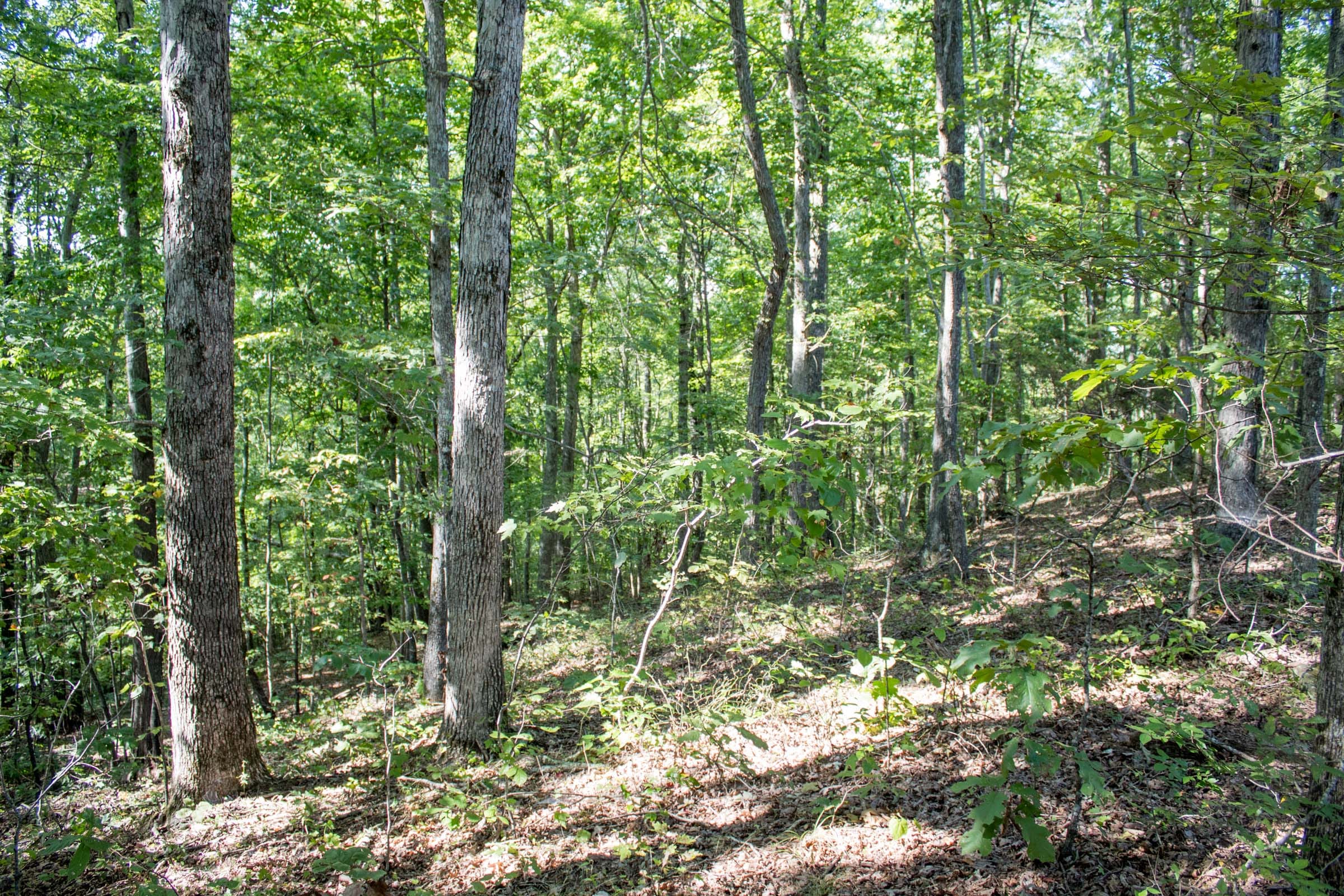 Buck Run Ridge Tract 33 photo 11