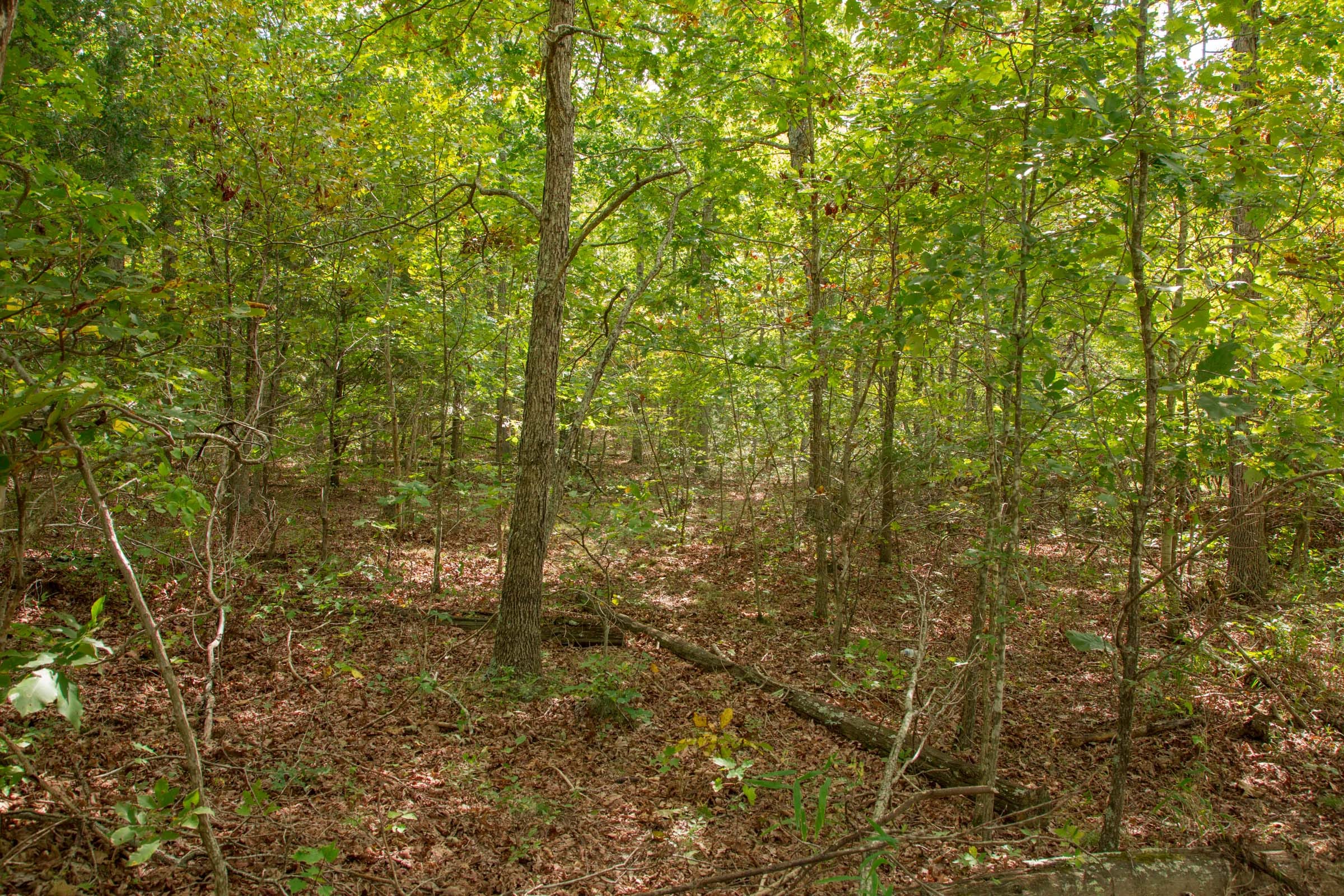 Wagon Wheel Ranch Tract 49 photo 3