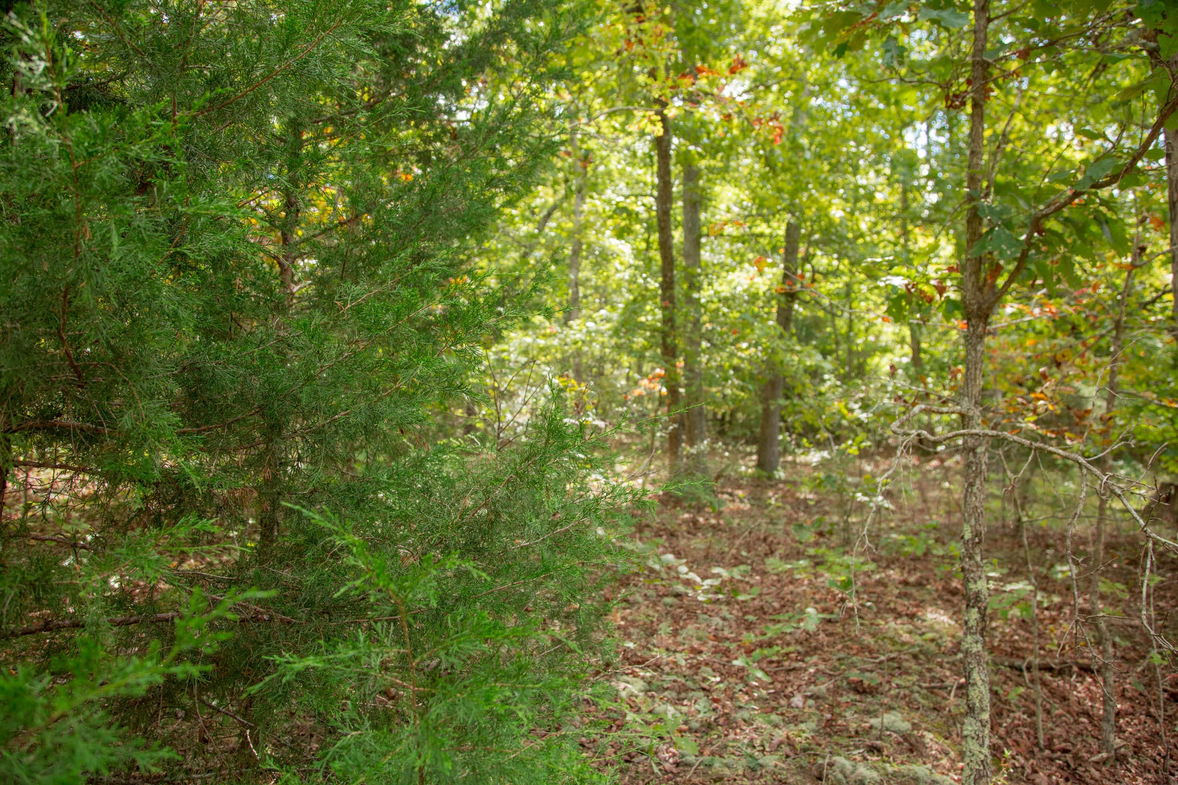 Wagon Wheel Ranch Tract 49 photo 4