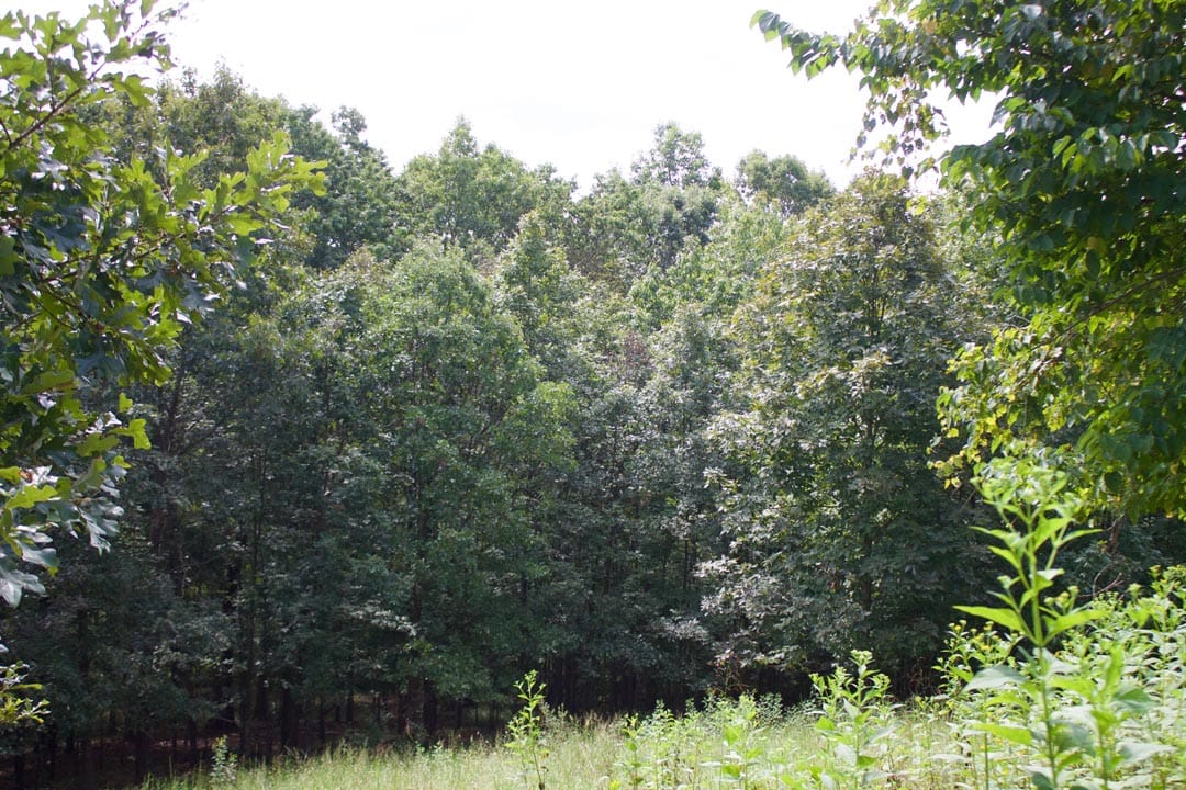 Heritage Hollow Tract 23 photo 5