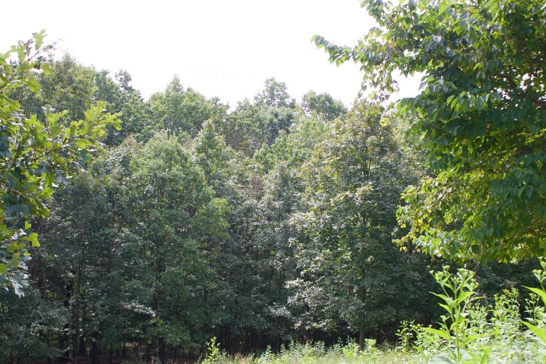 Heritage Hollow Tract 23 photo 6