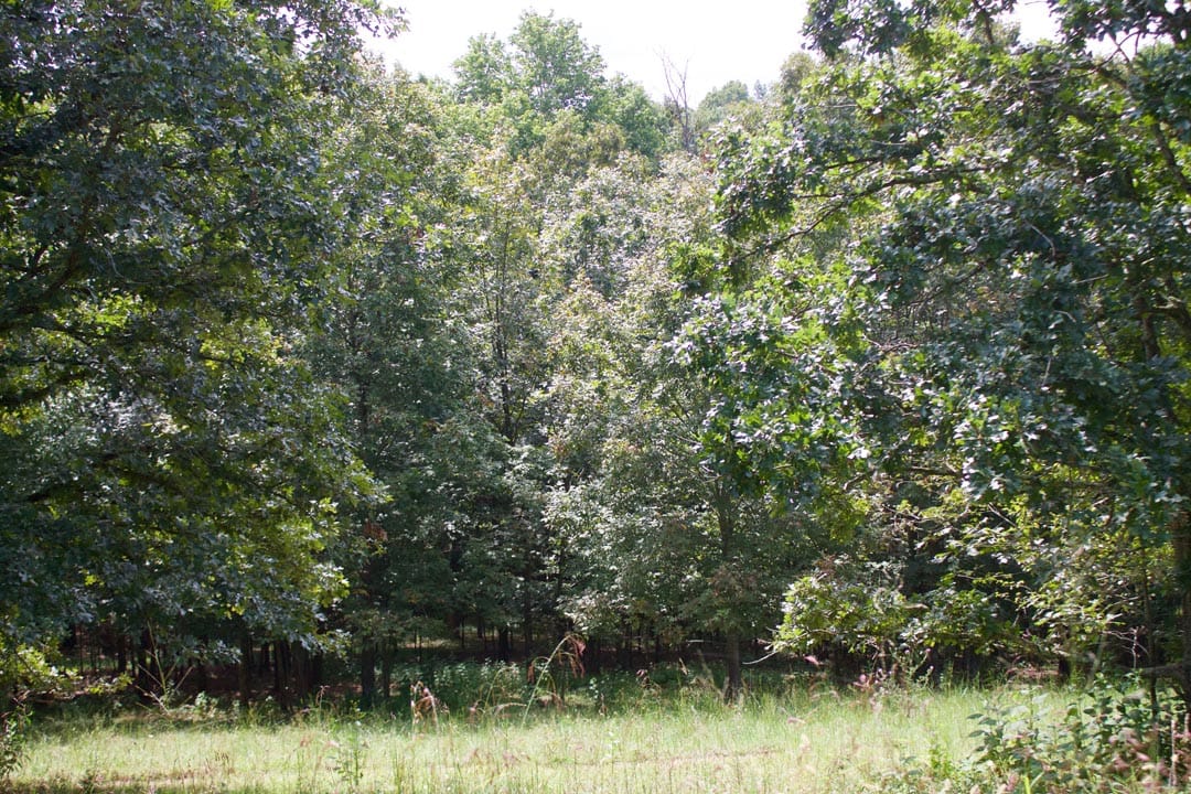 Heritage Hollow Tract 23 photo 8