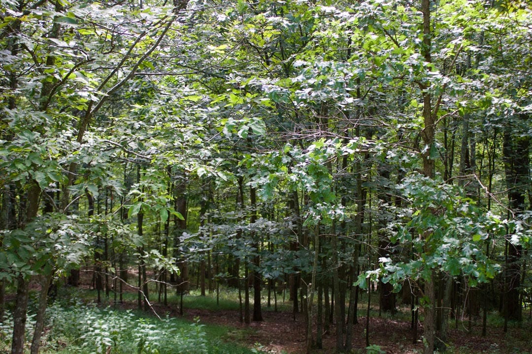 Heritage Hollow Tract 23 photo 9