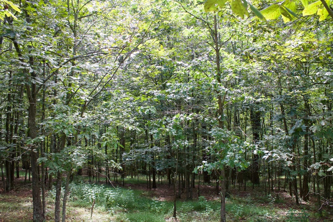 Heritage Hollow Tract 23 photo 10