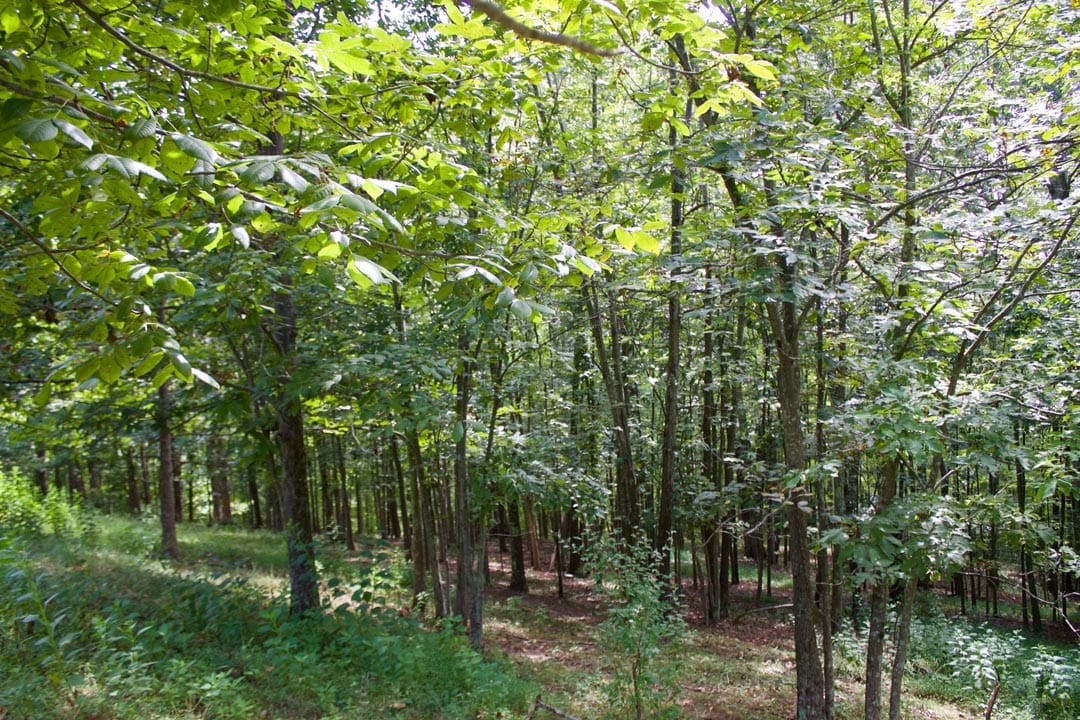 Heritage Hollow Tract 23 photo 11