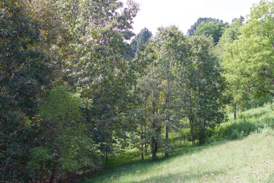 Heritage Hollow Tract 23 photo 12