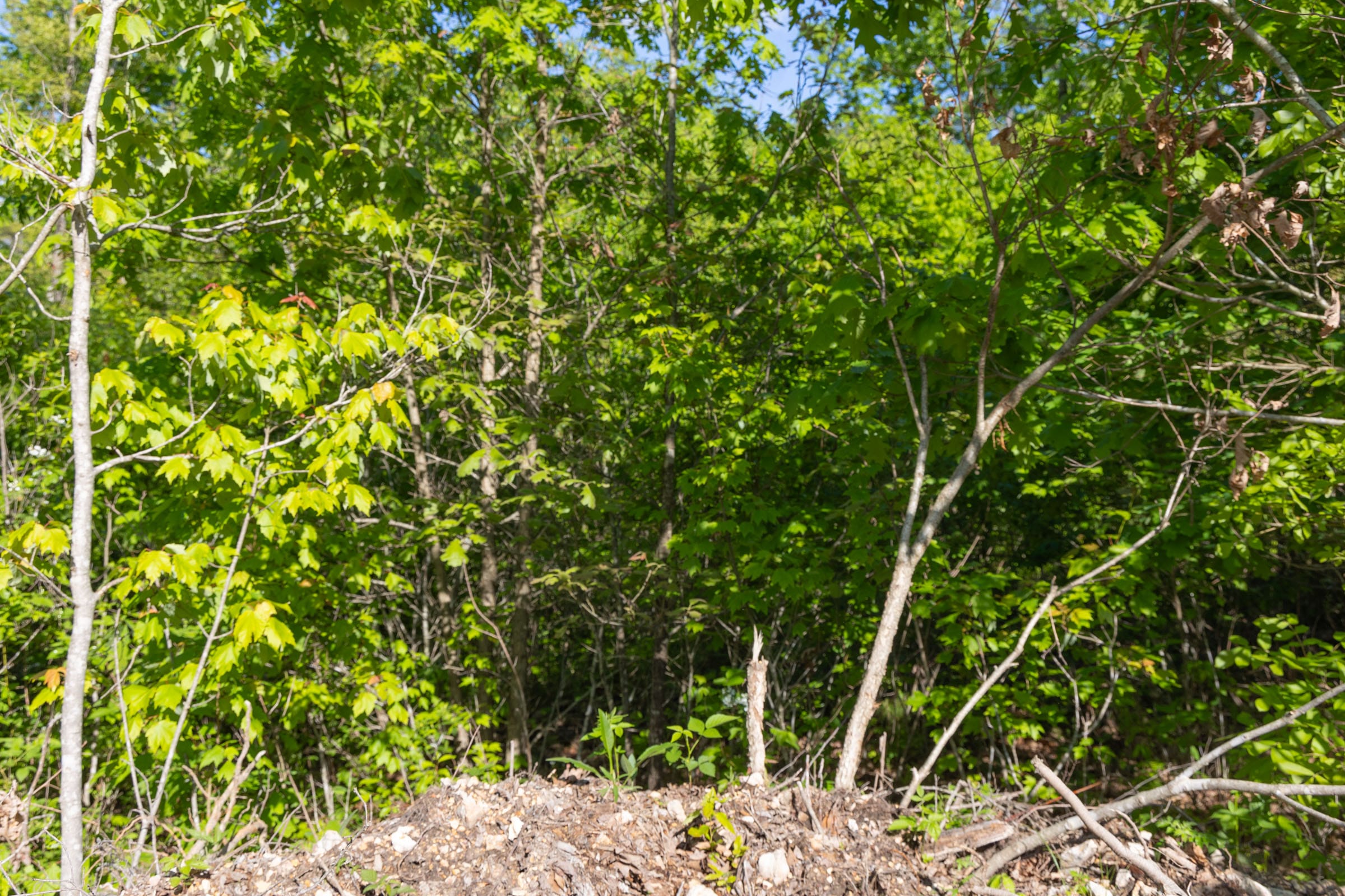 Sleepy Hollow Phase II Tract 65 photo 7