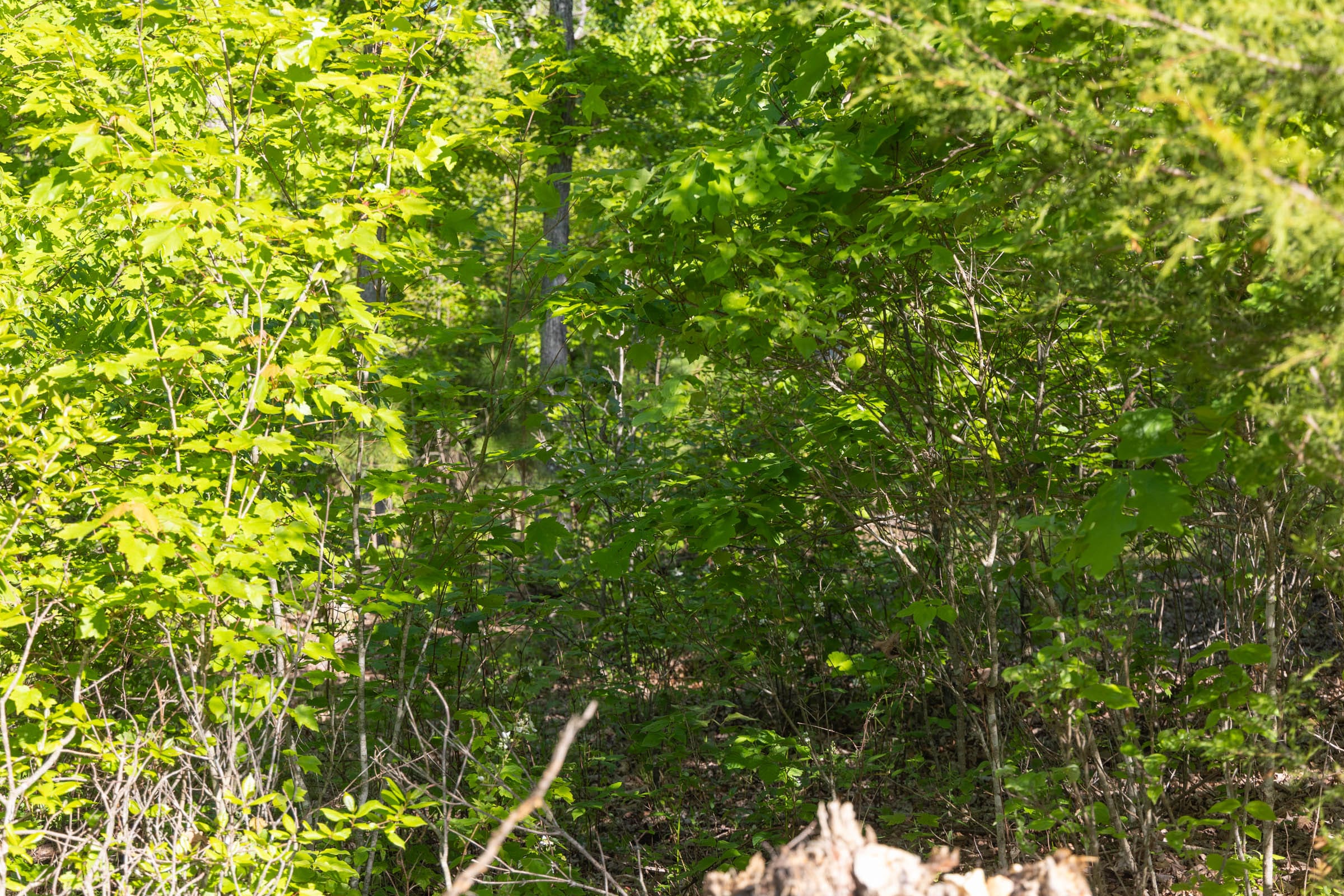 Sleepy Hollow Phase II Tract 65 photo 4