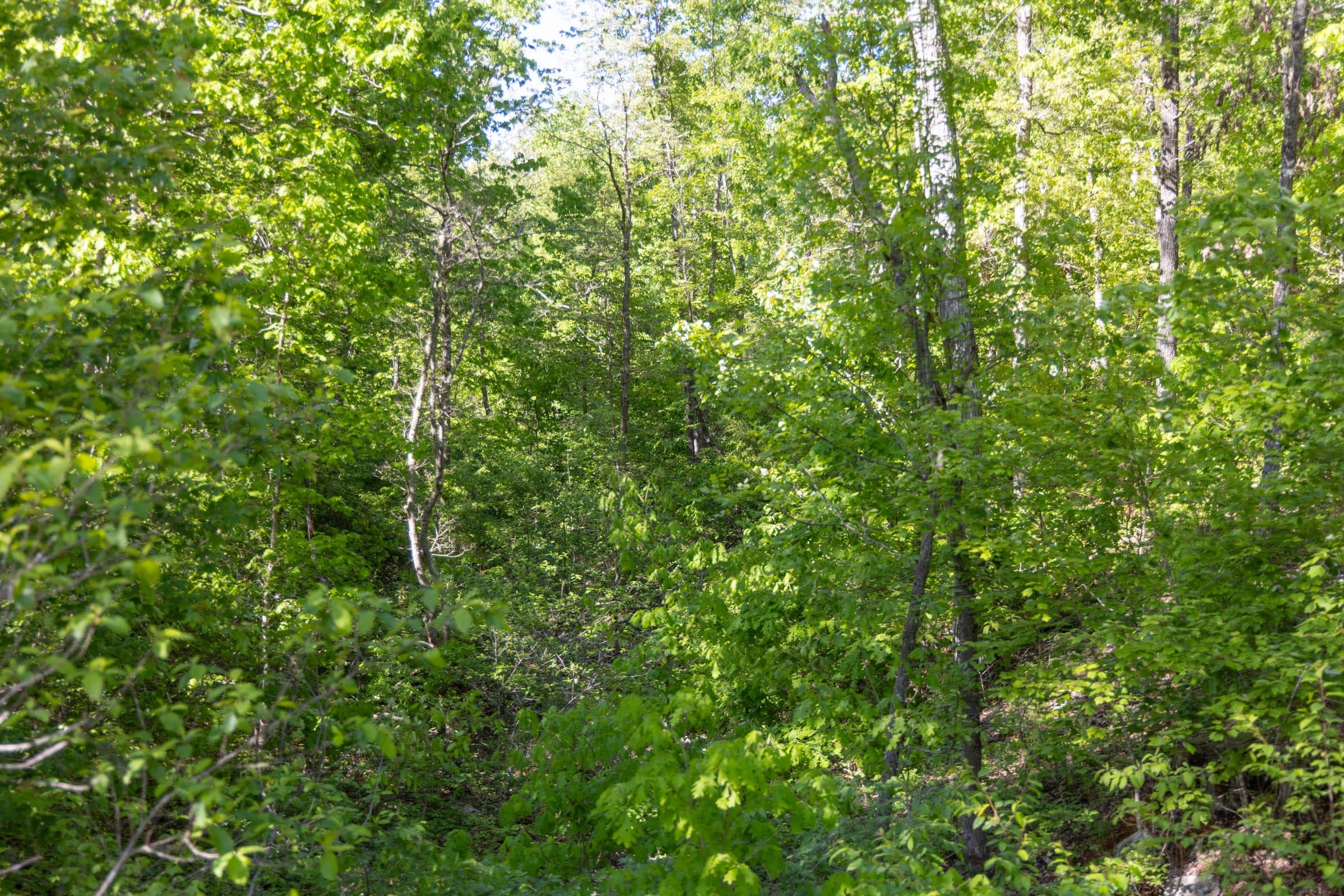 Sleepy Hollow Phase II Tract 65 photo 10