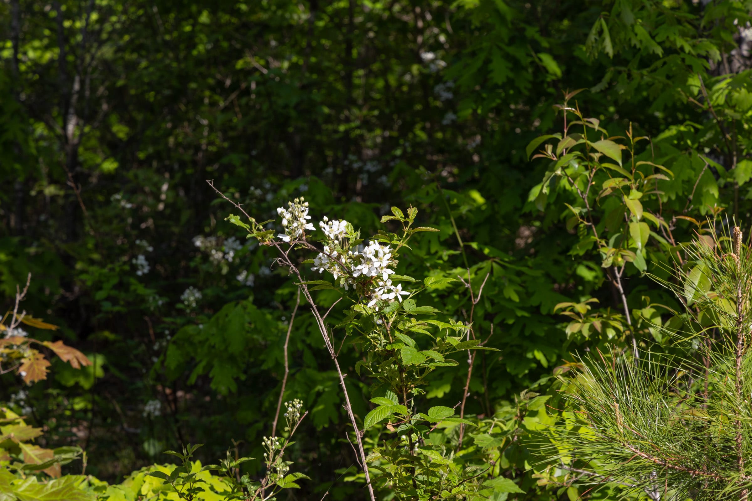Sleepy Hollow Phase II Tract 65 photo 3