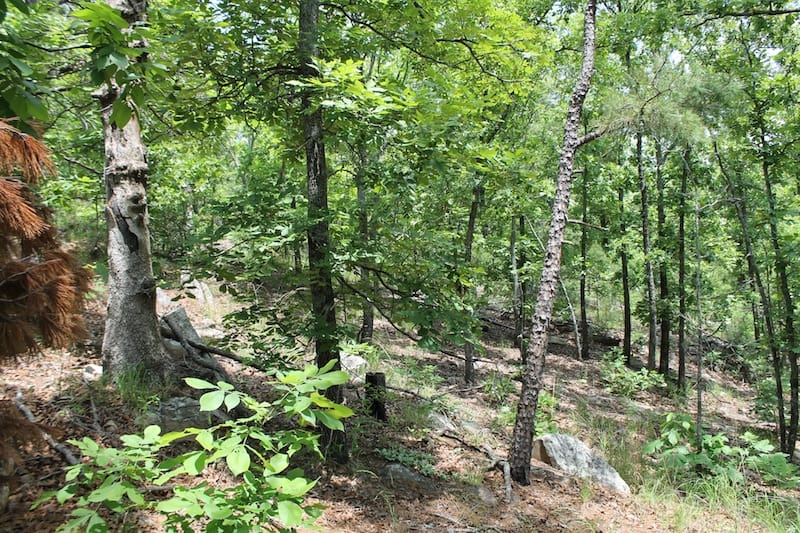 Indian Ridge – Phase II Tract 56 photo 2