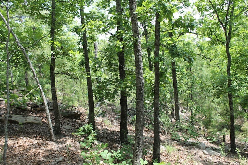 Indian Ridge – Phase II Tract 56 photo 7