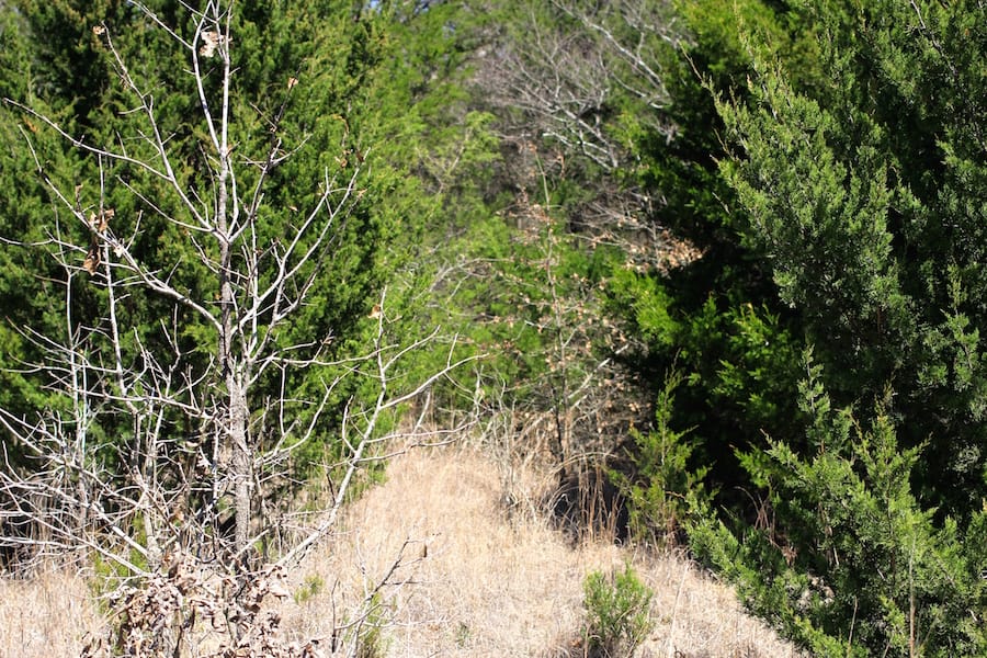 Montgomery Ranch Tract 5 photo 4