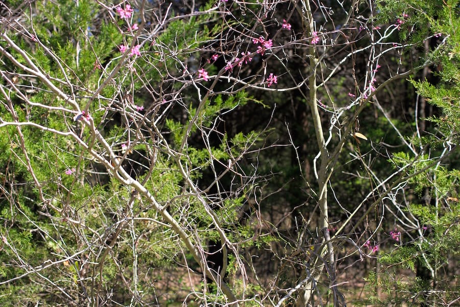 Montgomery Ranch Tract 5 photo 8