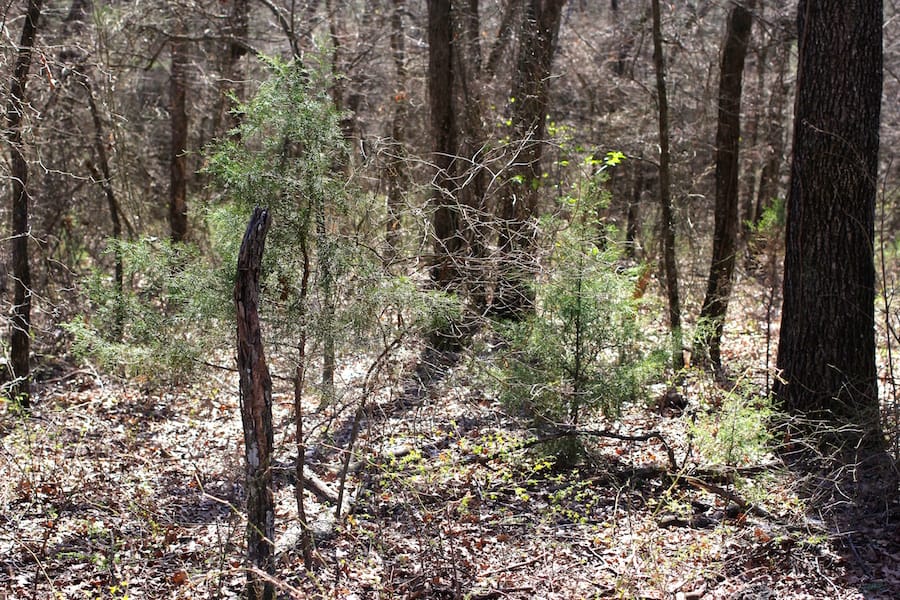 Montgomery Ranch Tract 5 photo 9