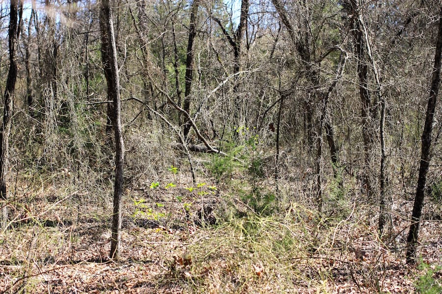 Montgomery Ranch Tract 5 photo 11