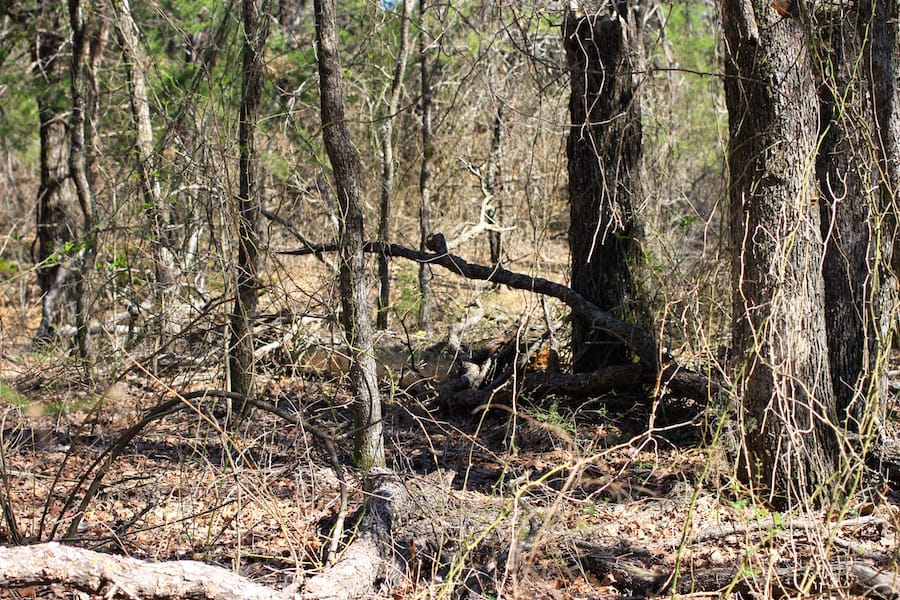 Montgomery Ranch Tract 5 photo 12