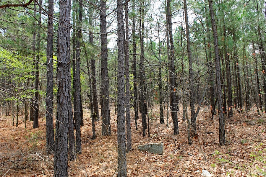 Trophy Ridge Phase III Tract 44 photo 3