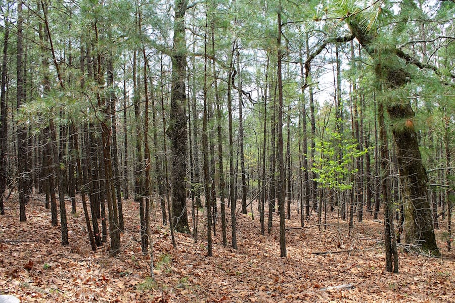 Trophy Ridge Phase III Tract 44 photo 4