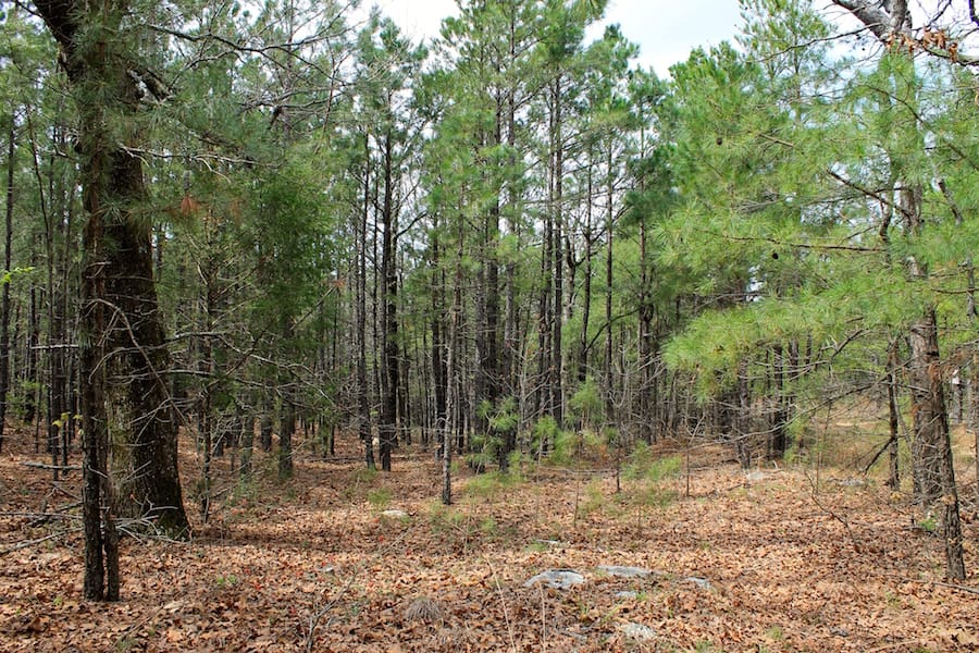 Trophy Ridge Phase III Tract 44 photo 5