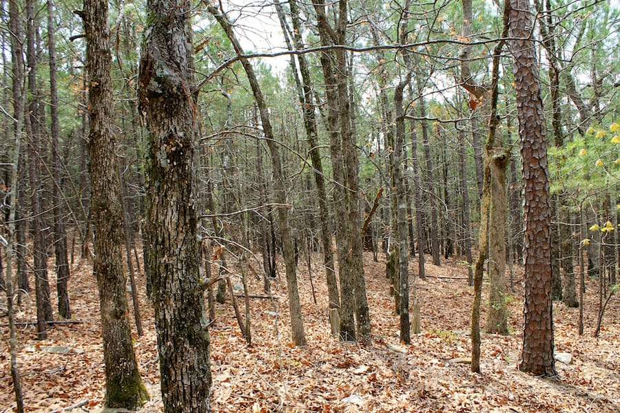 Trophy Ridge Phase III Tract 44 photo 6